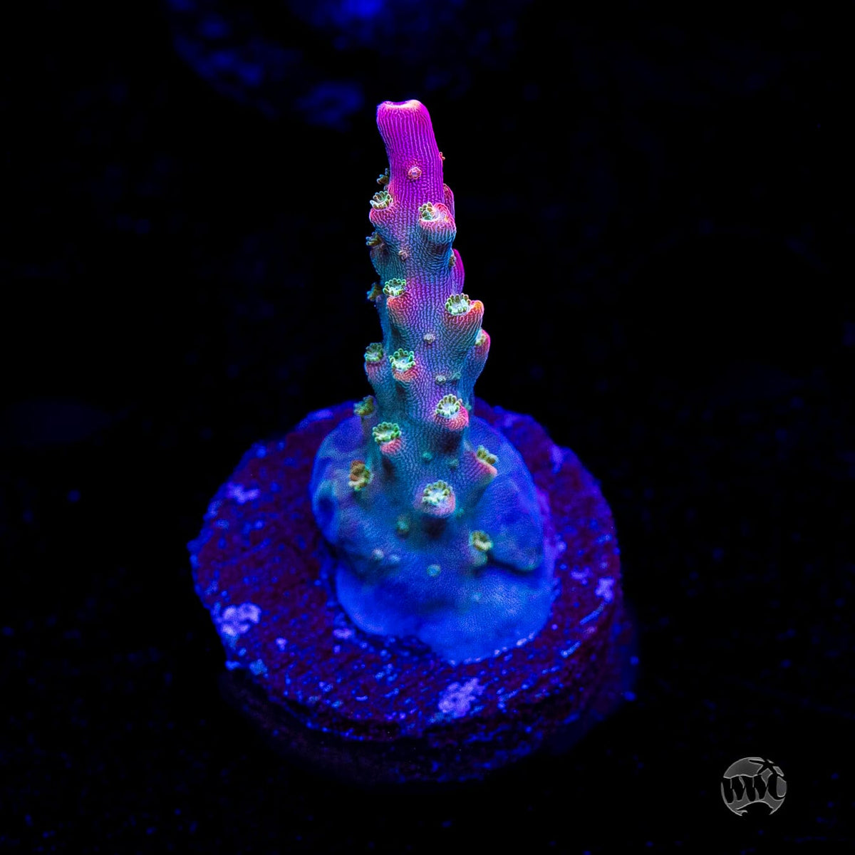 Jason Fox Shock Tart Acropora