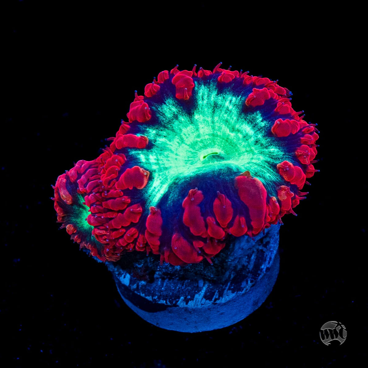 Area 51 Blastomussa