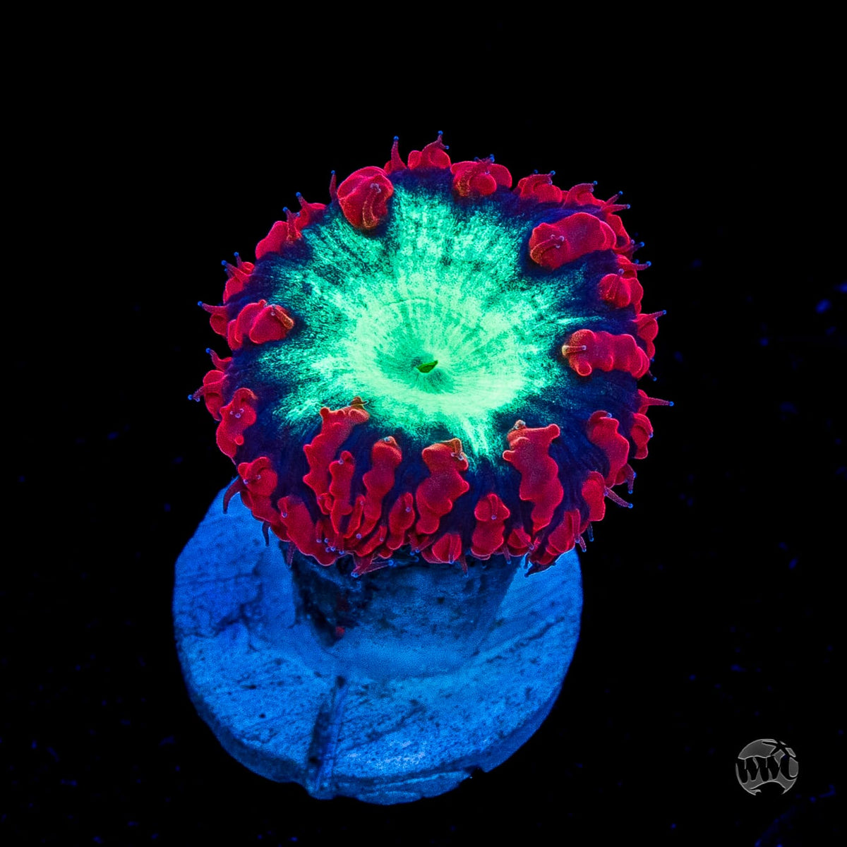Area 51 Blastomussa