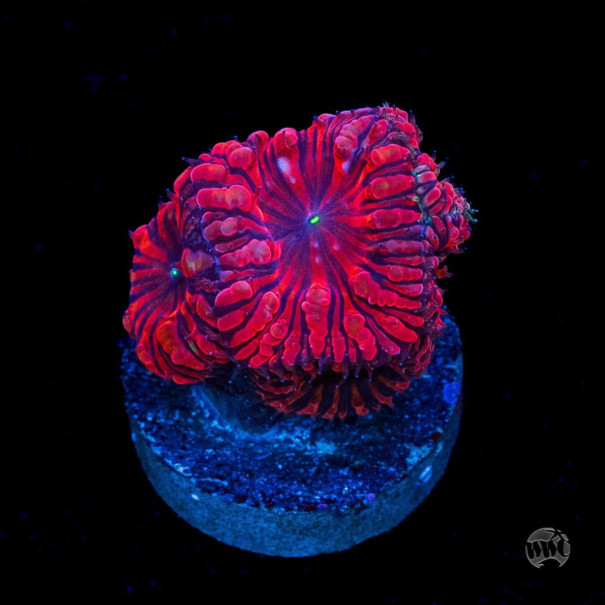 VDM Blastomussa