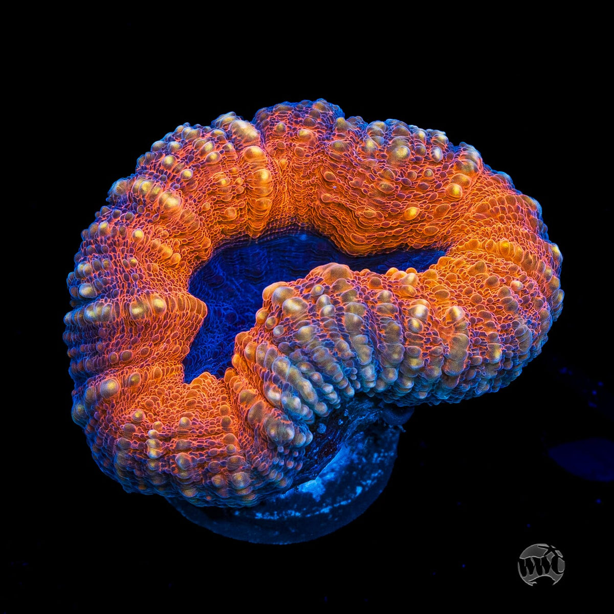 Lechonskers Lobophyllia