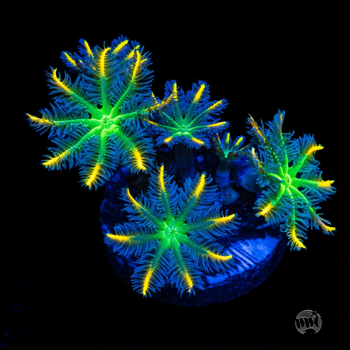 WWC Flower Power Clove Polyps