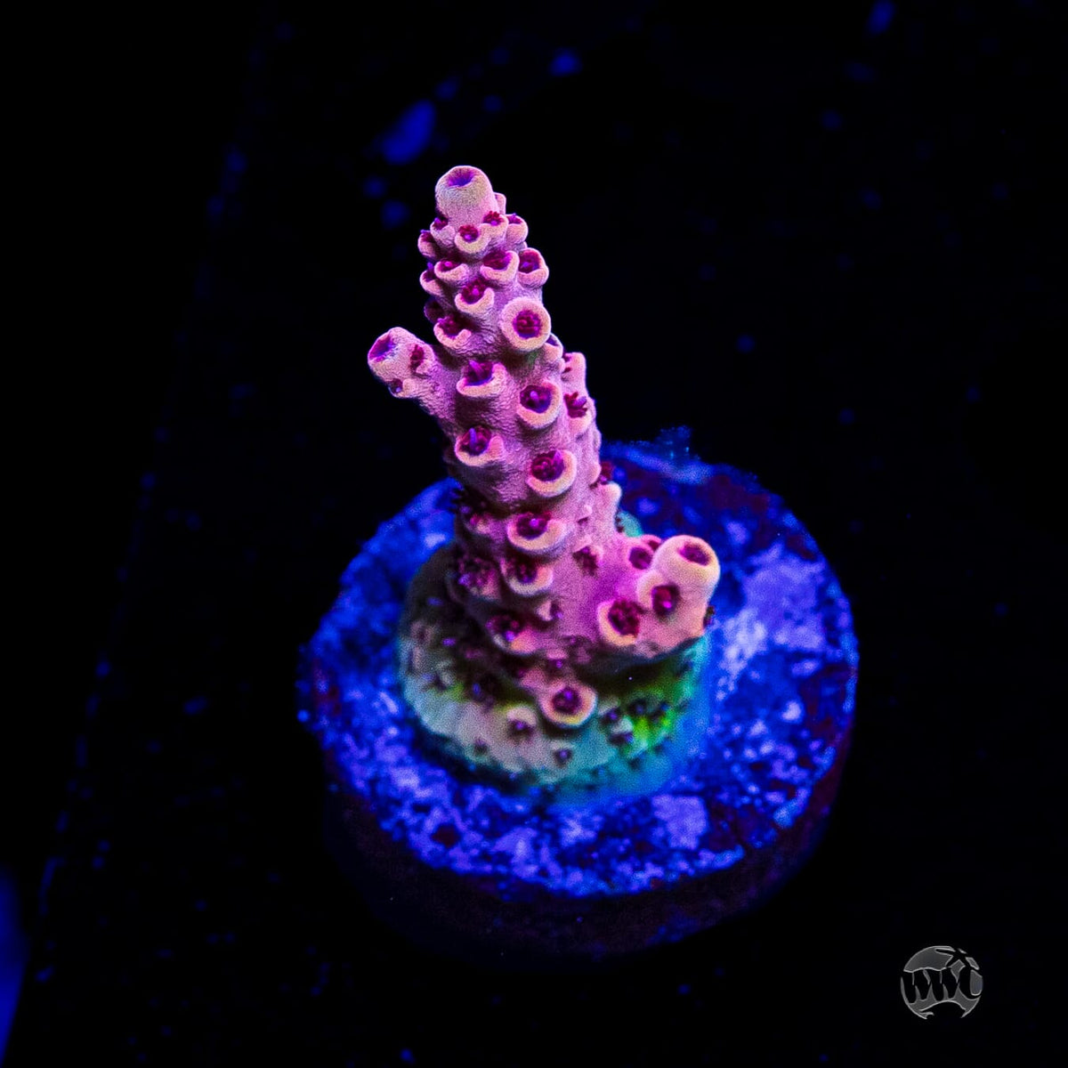 WWC Dragon Slayer Acropora