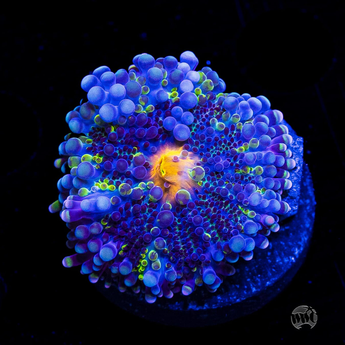 Frosted Nurple Yuma Mushroom