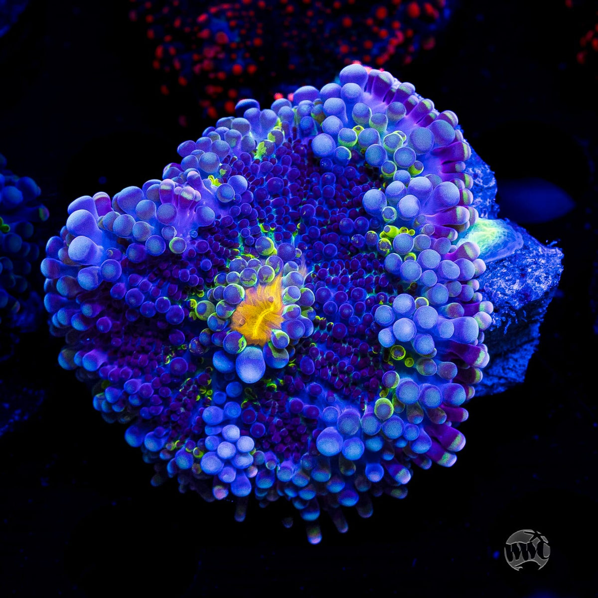 Frosted Nurple Yuma Mushroom