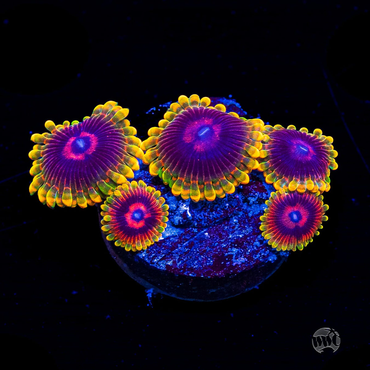 Mind Trick Zoanthids
