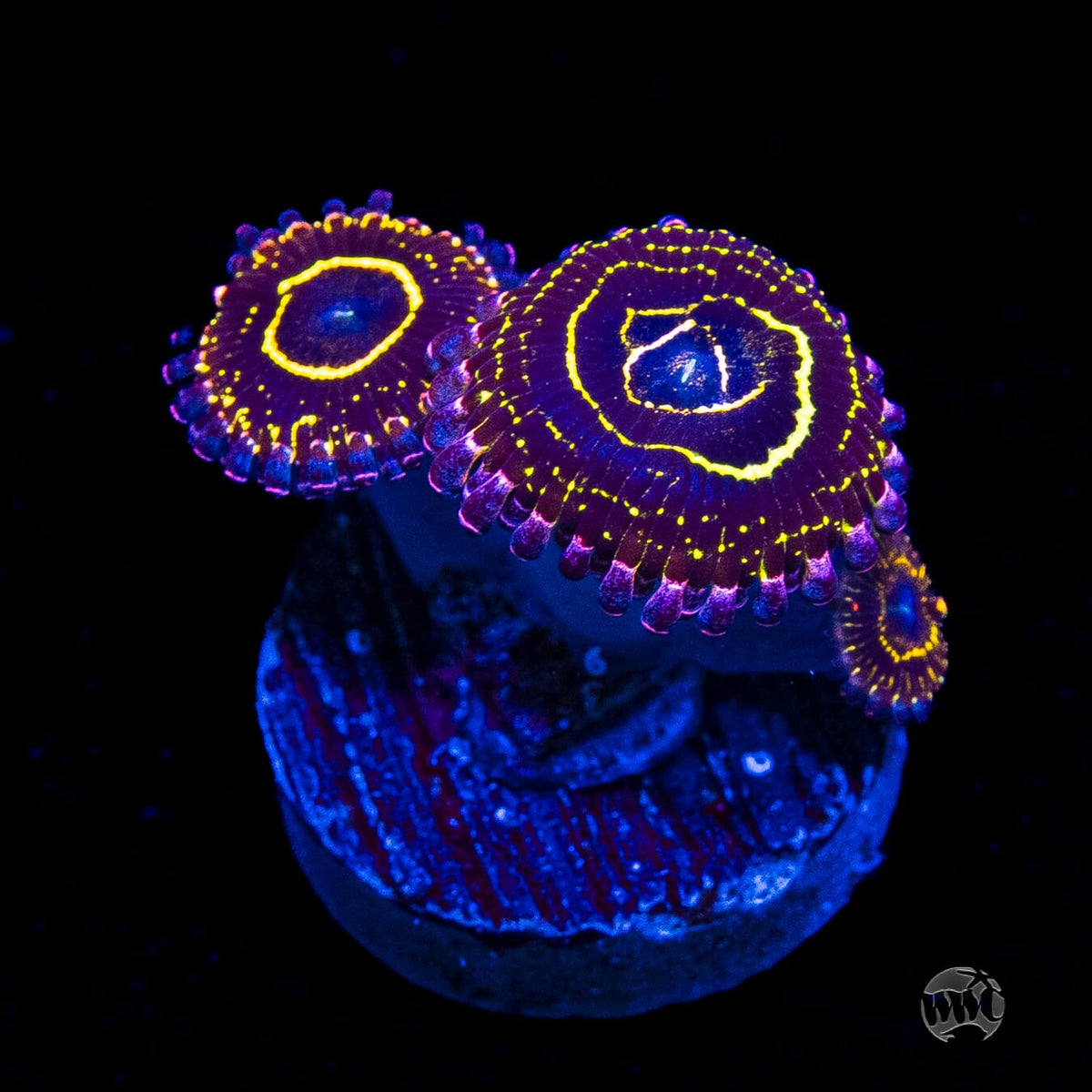 Stratosphere Zoanthids