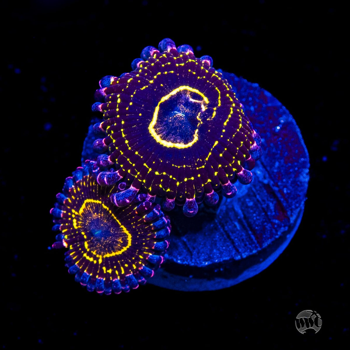 Stratosphere Zoanthids