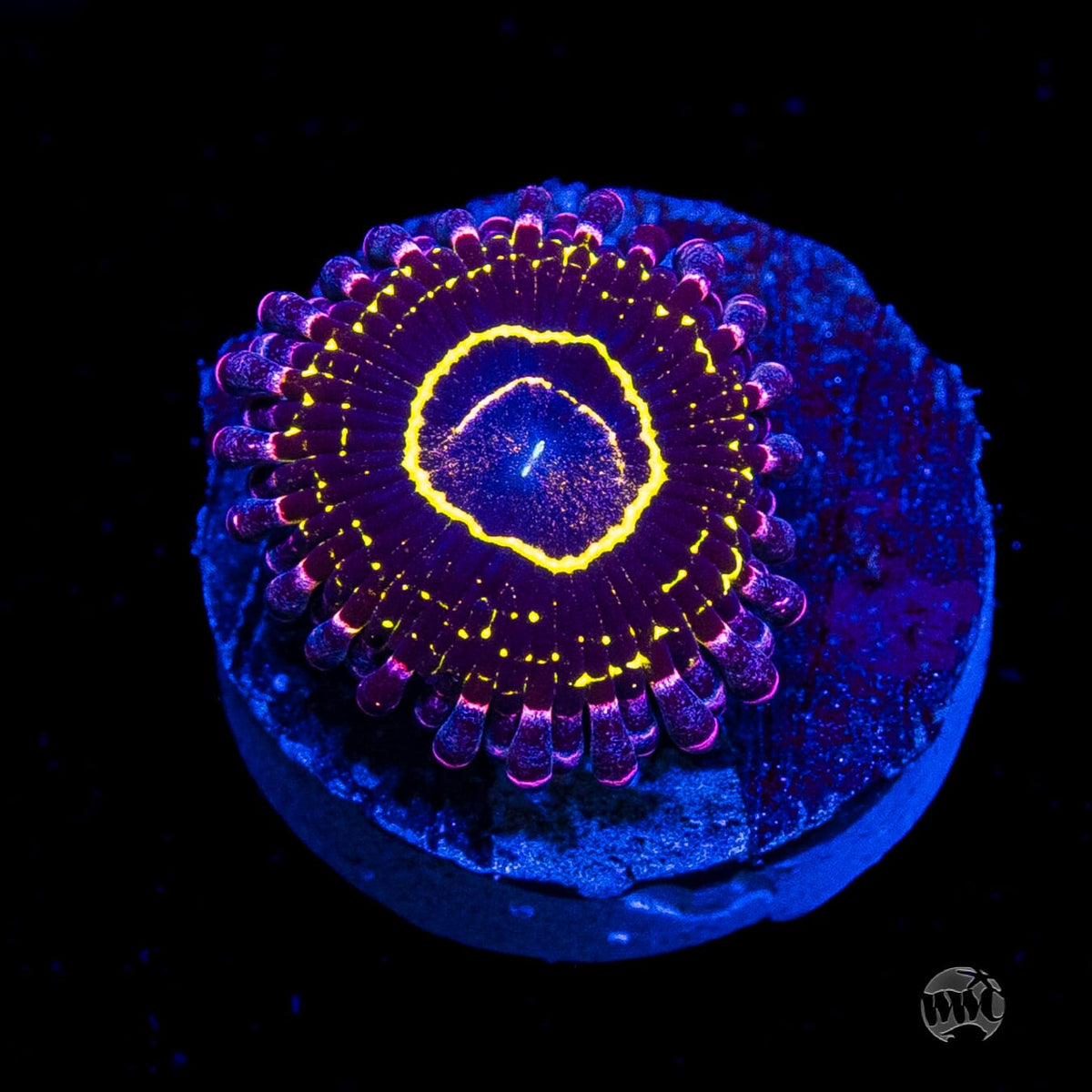 Stratosphere Zoanthids