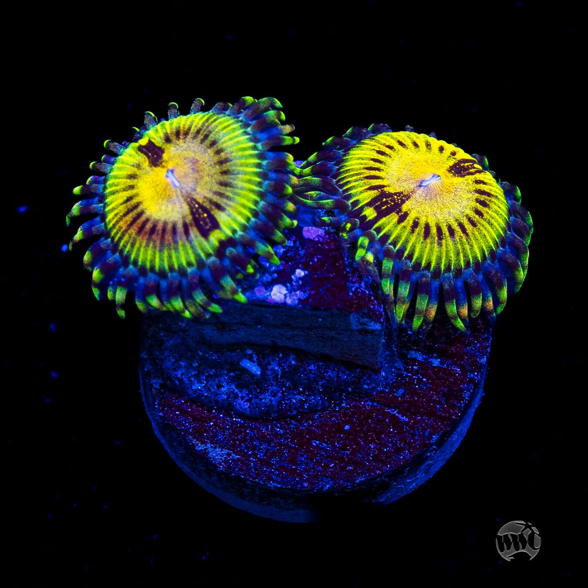 Butt Muncher Zoanthids