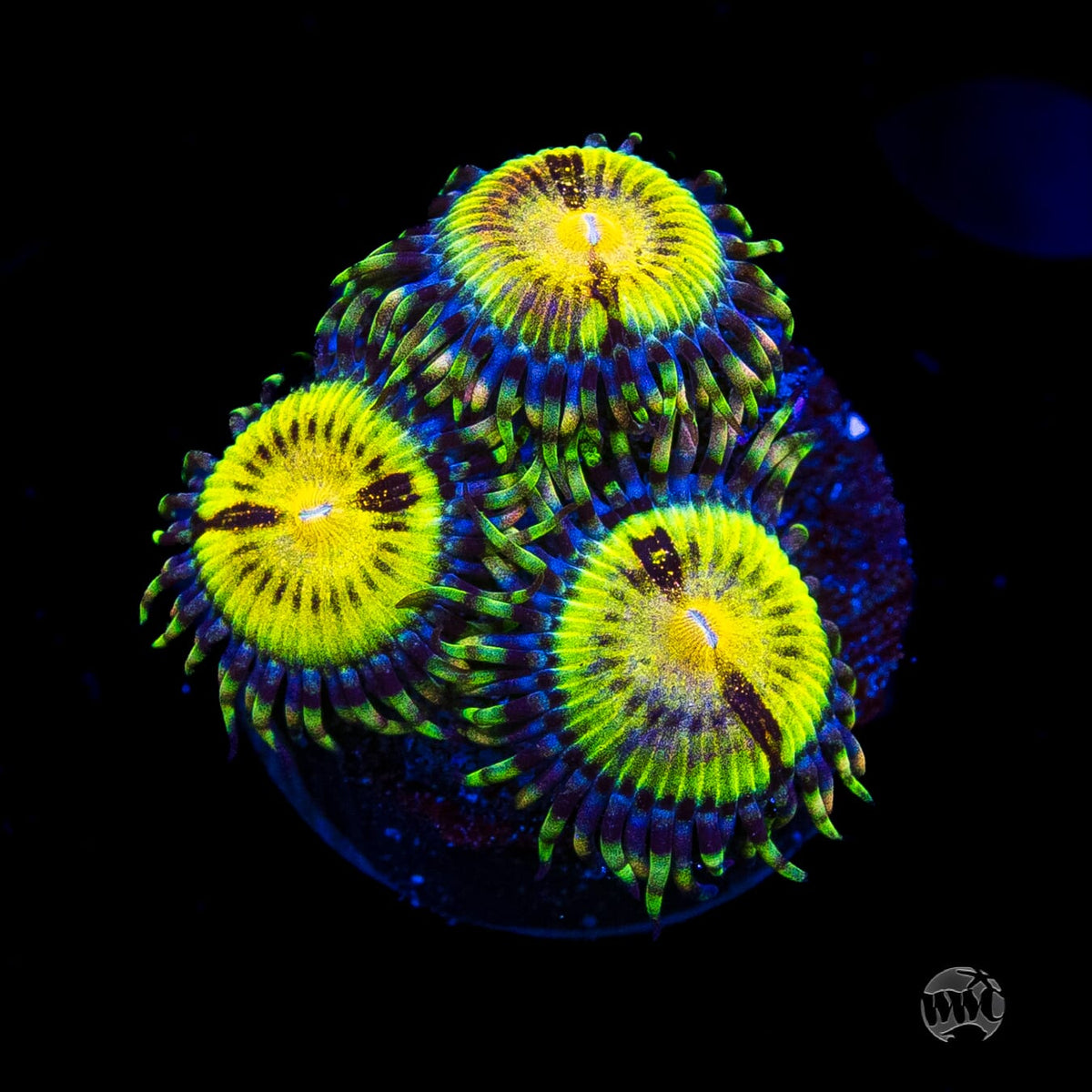 Butt Muncher Zoanthids