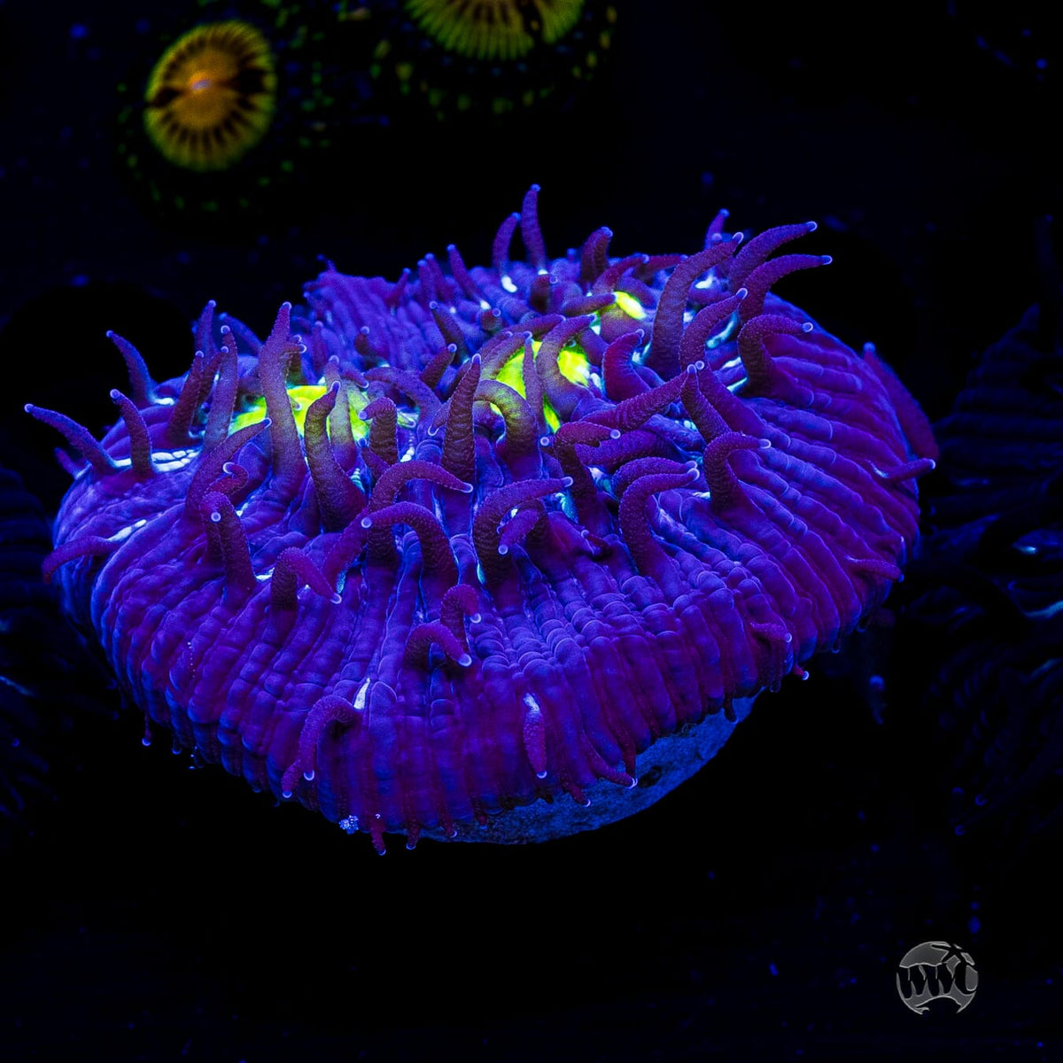 WWC Midnight Lovin Diaseris