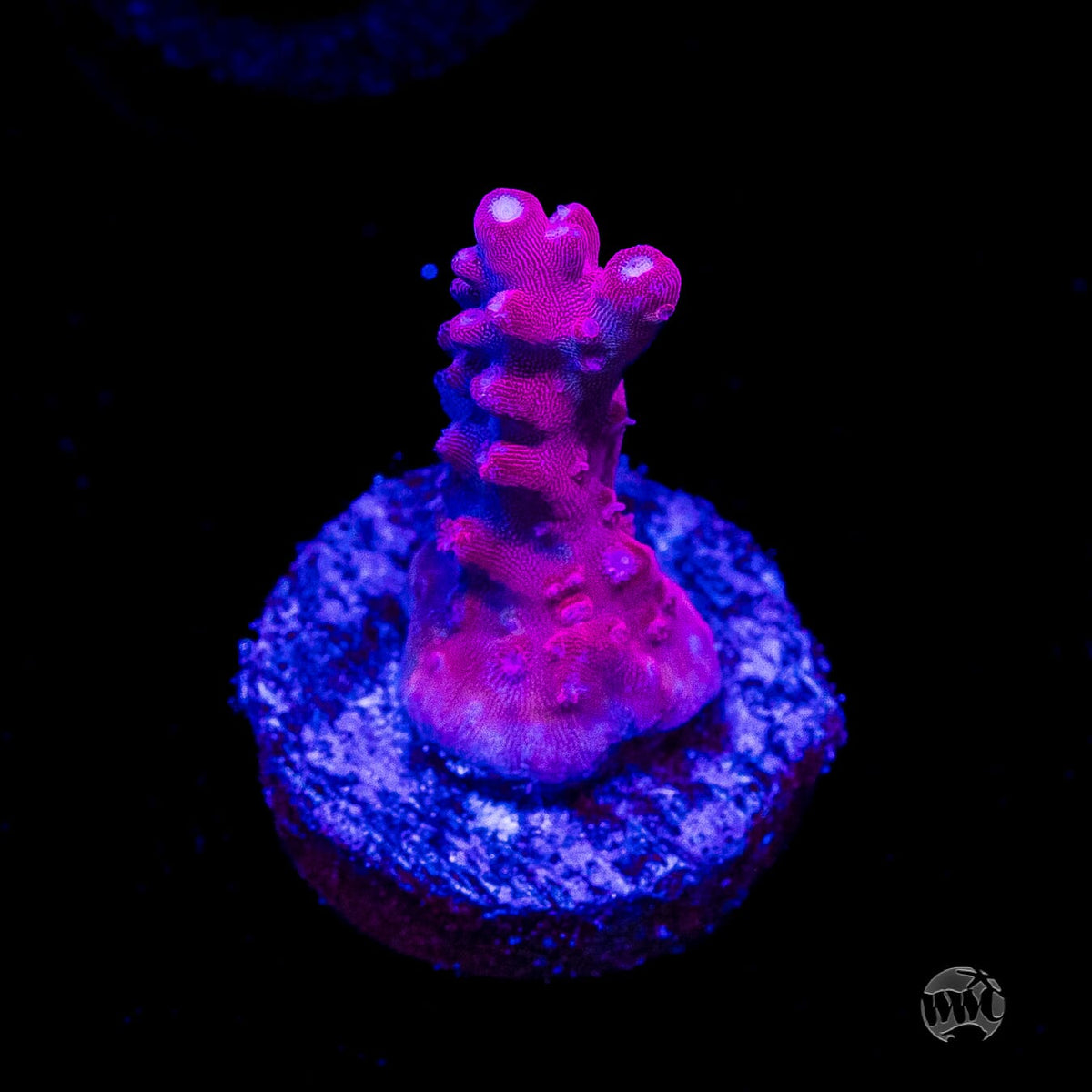 Jason Fox B33 Bomber Acropora