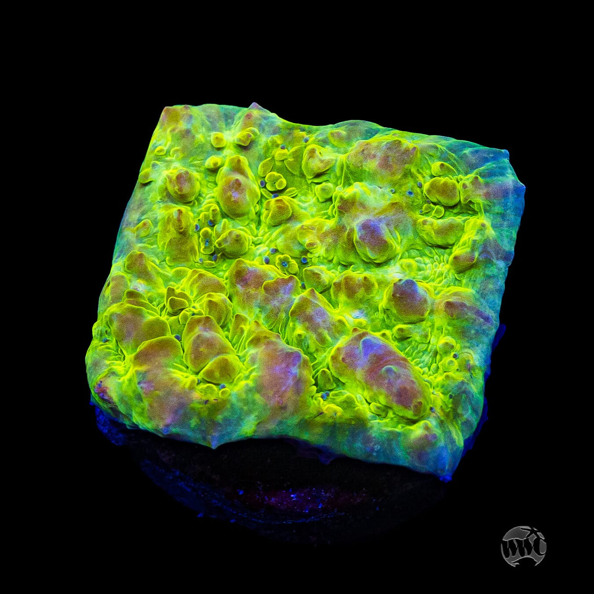 WWC Neon Cosmic Candy Bounce Chalice
