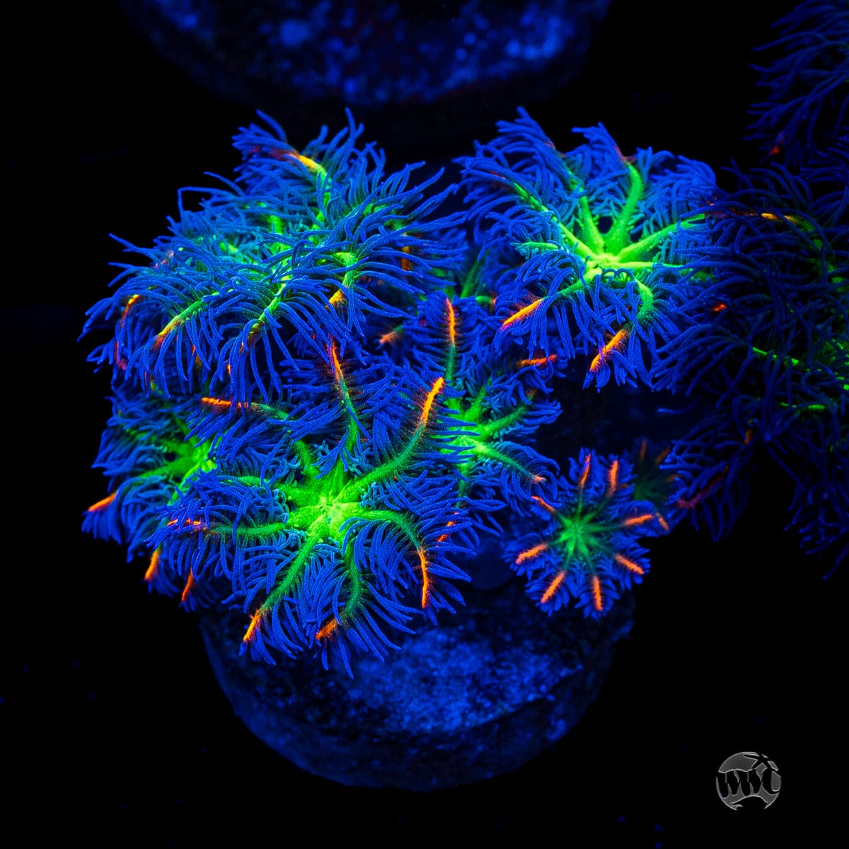 WWC High Voltage Clove Polyps