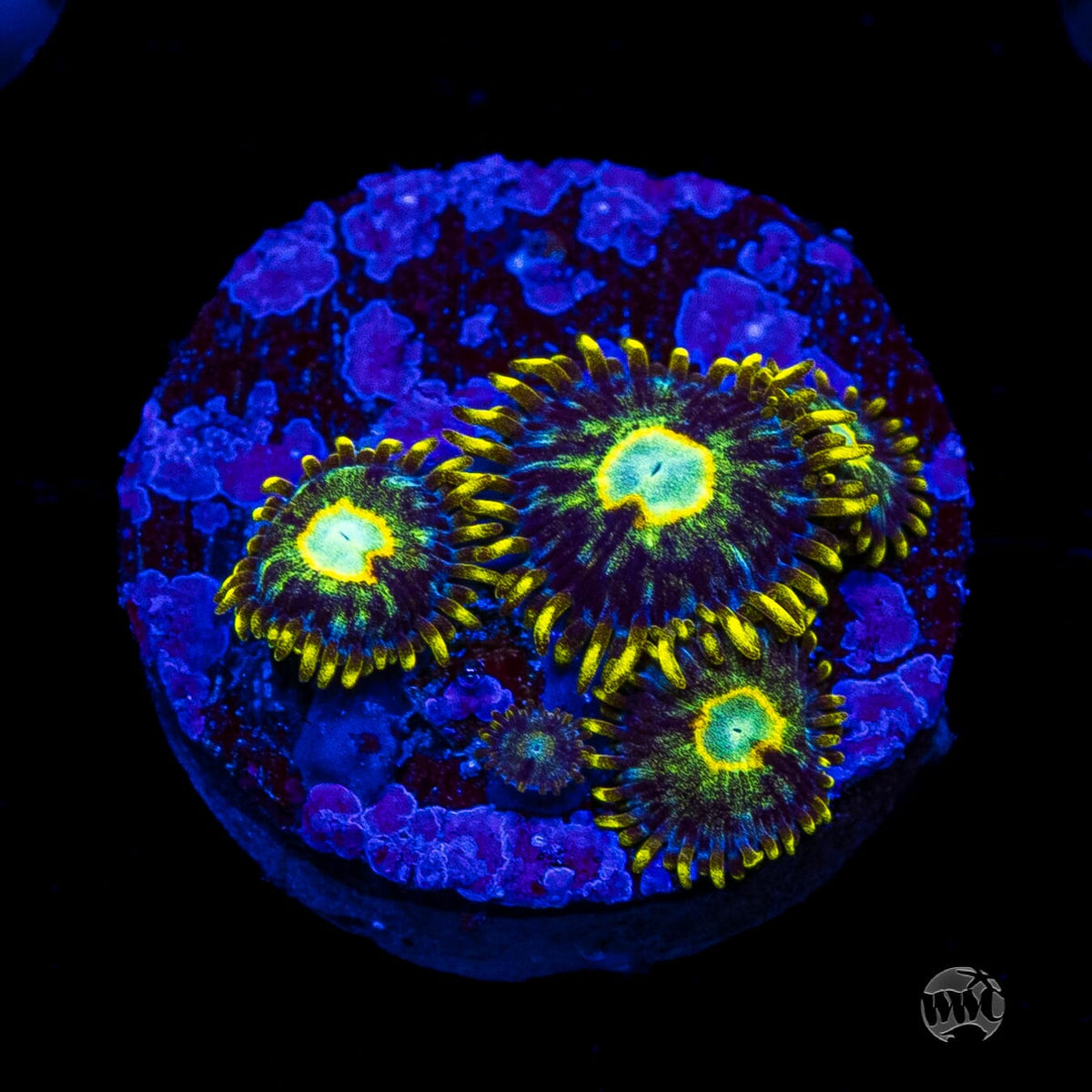 Murder Hornet Zoanthids