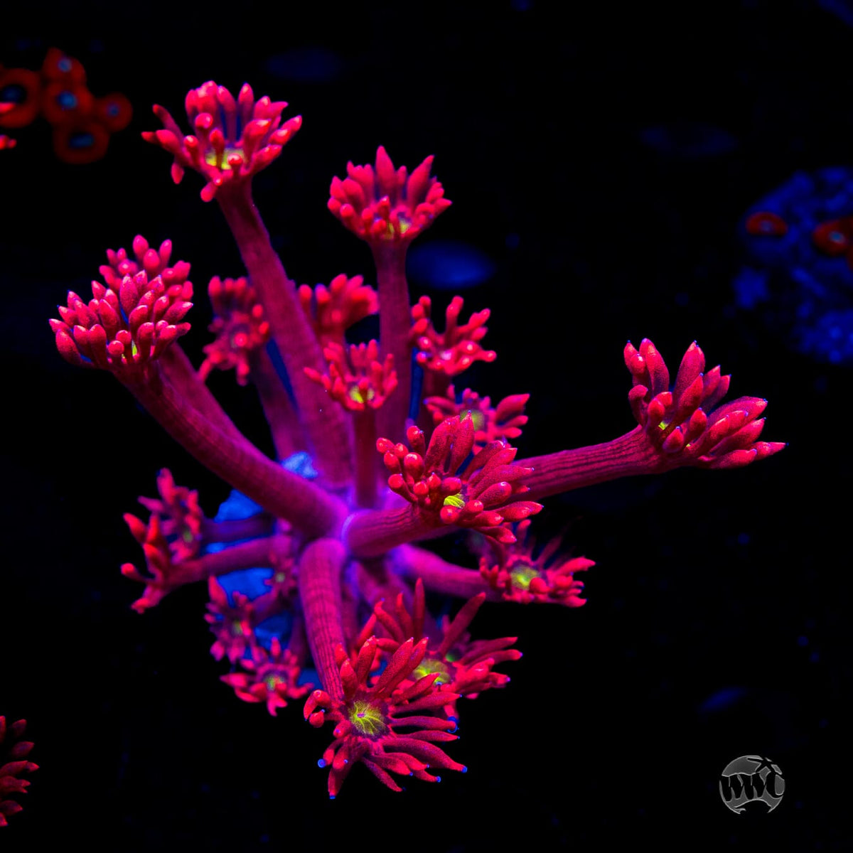 WWC Cherry Bonkerz Goniopora