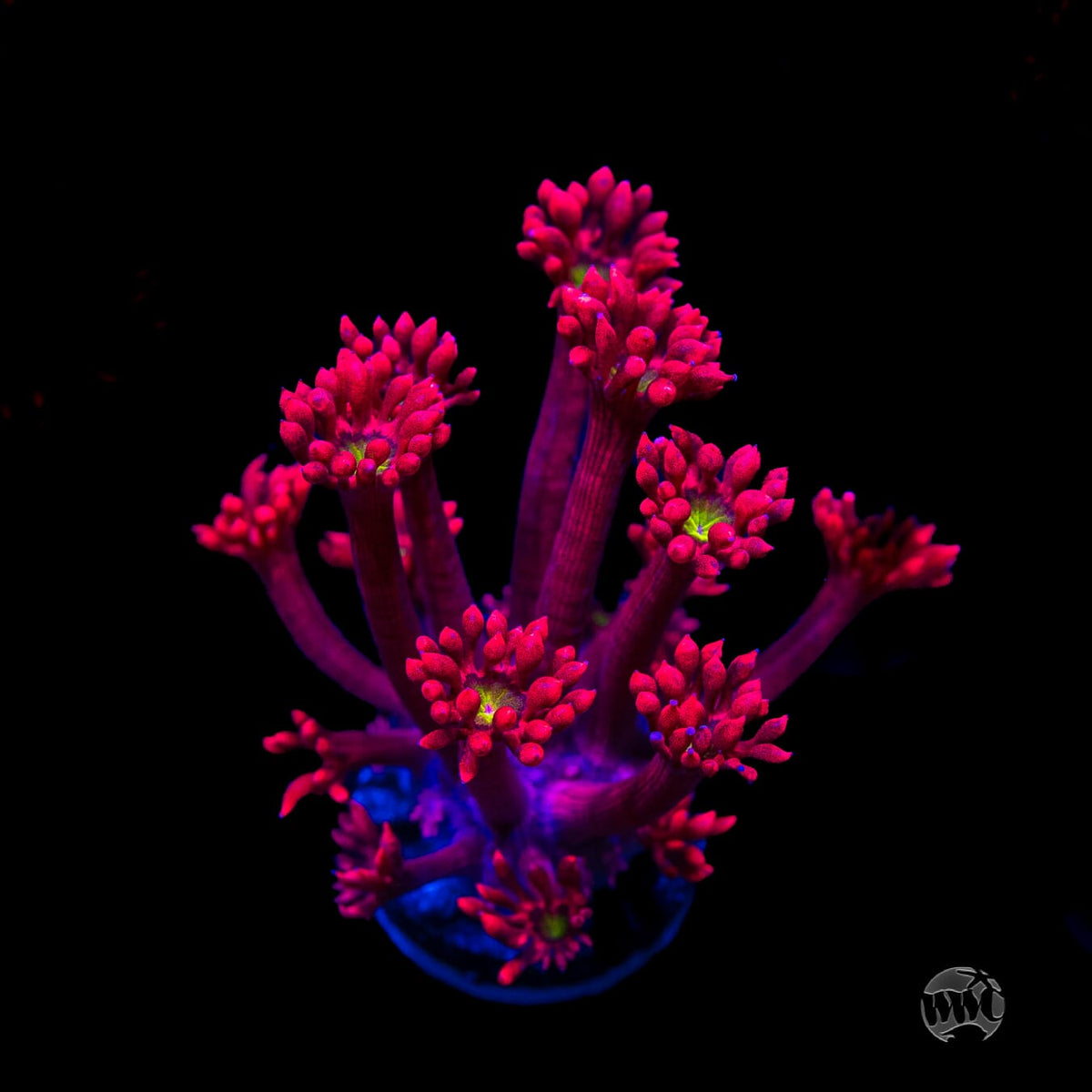 WWC Cherry Bonkerz Goniopora
