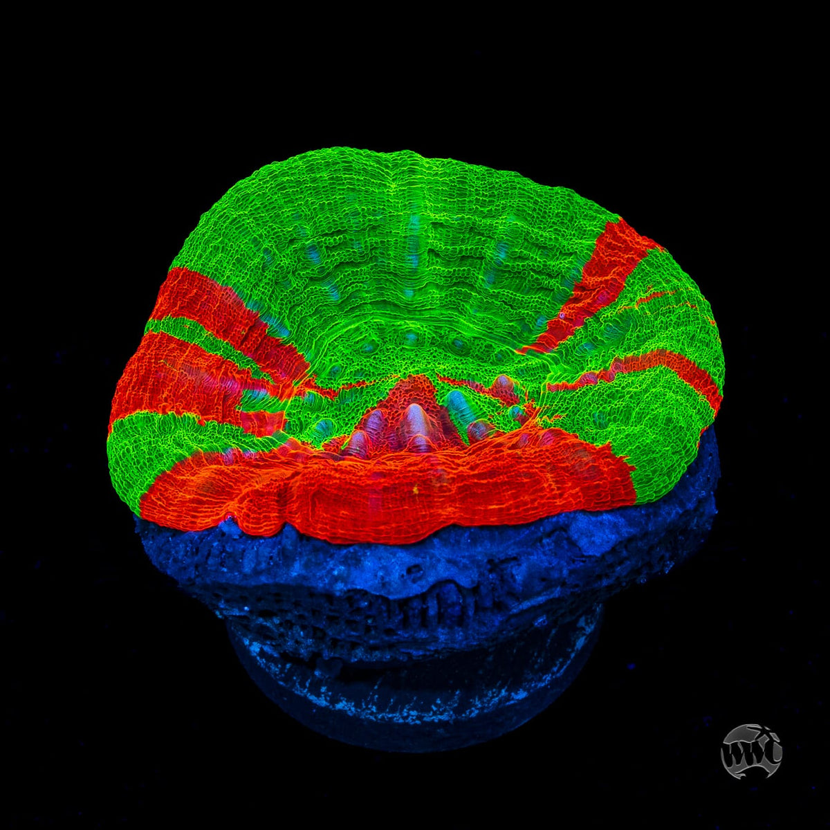 Bleeding Apple Scolymia