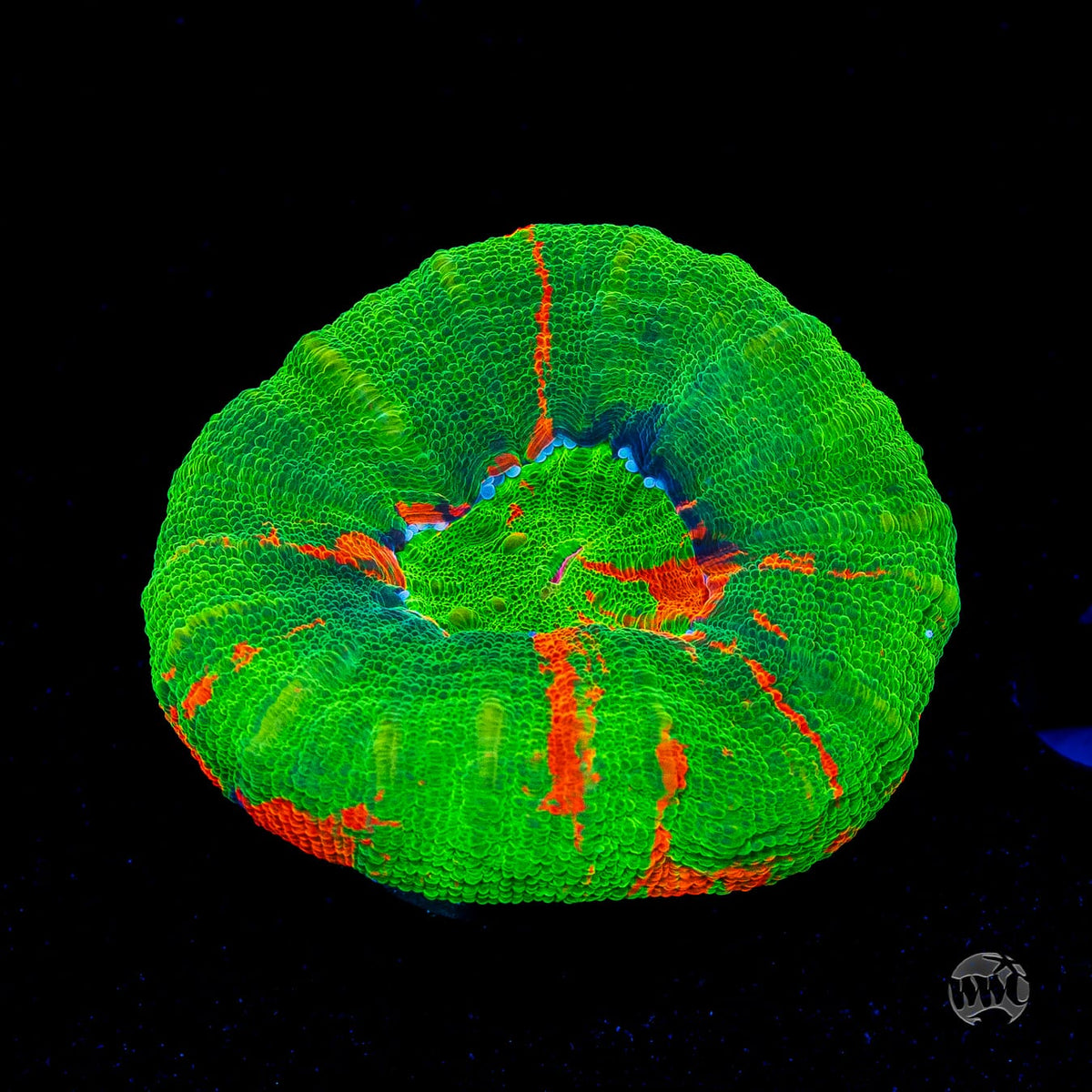 Bleeding Apple Scolymia
