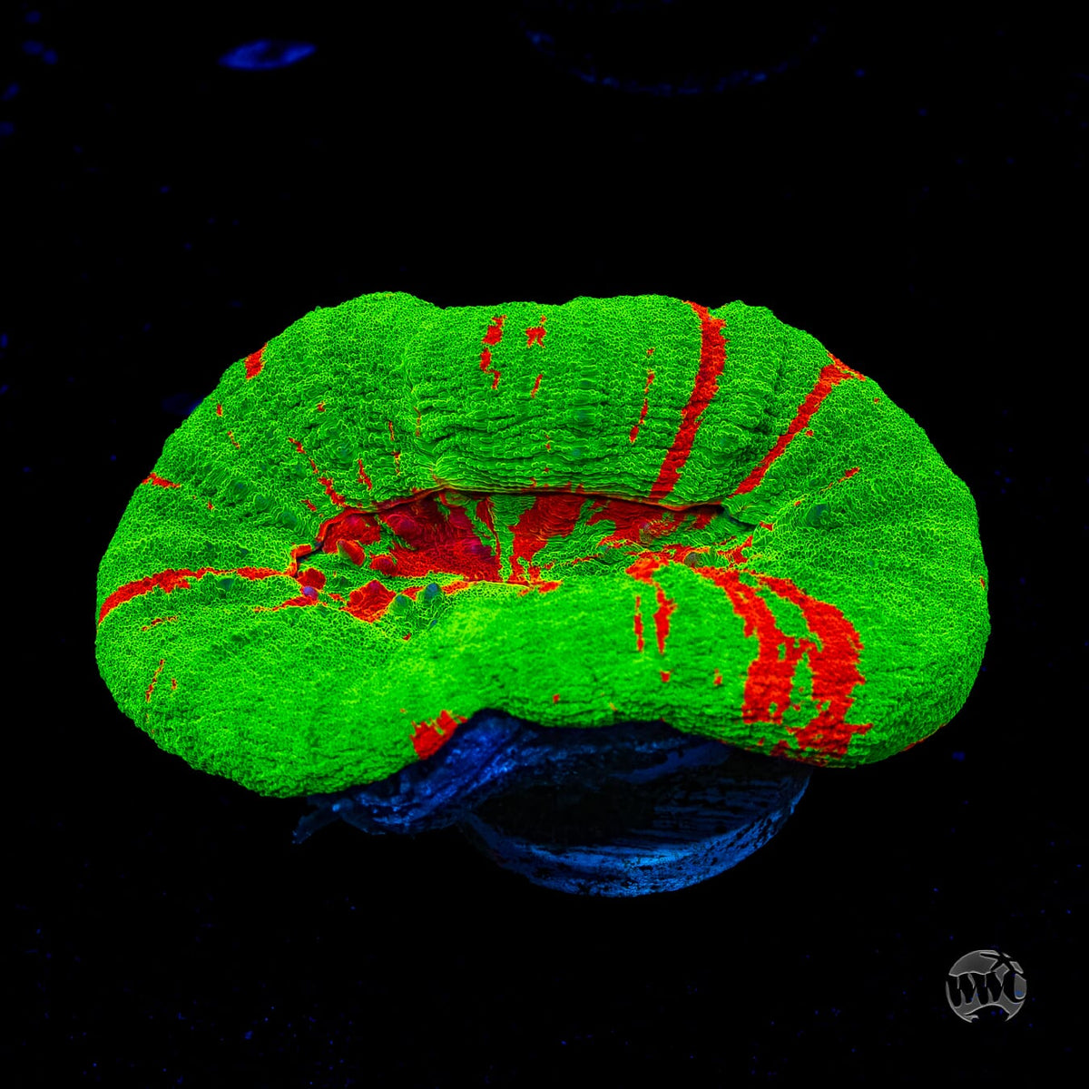 Bleeding Apple Scolymia