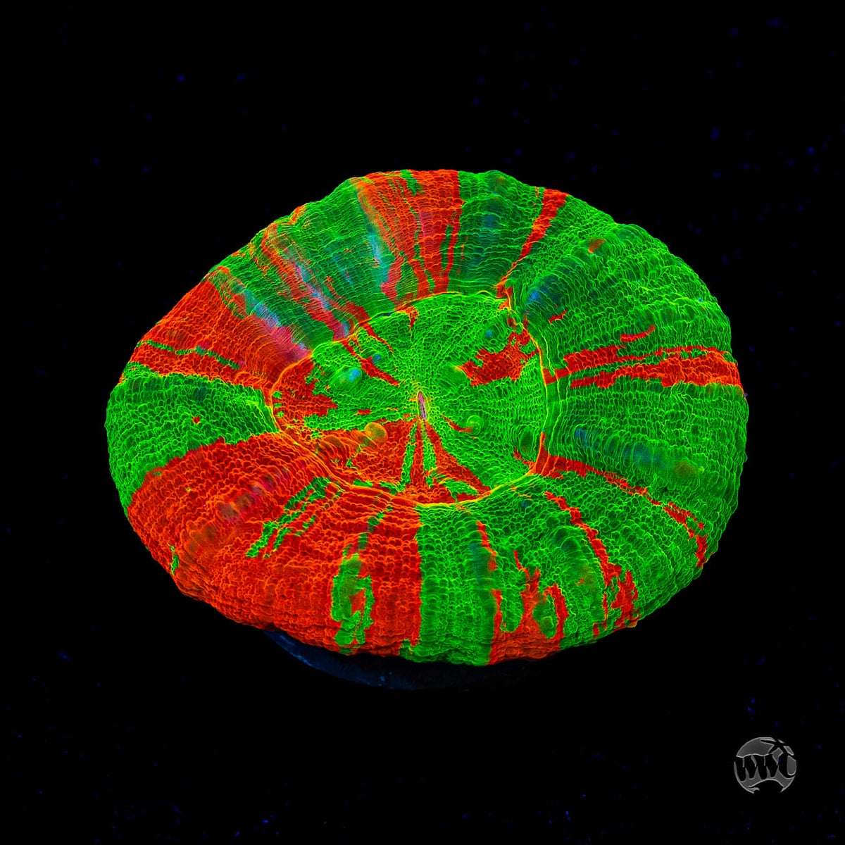Bleeding Apple Scolymia