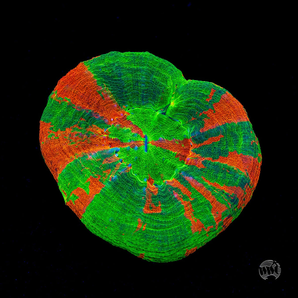 Bleeding Apple Scolymia