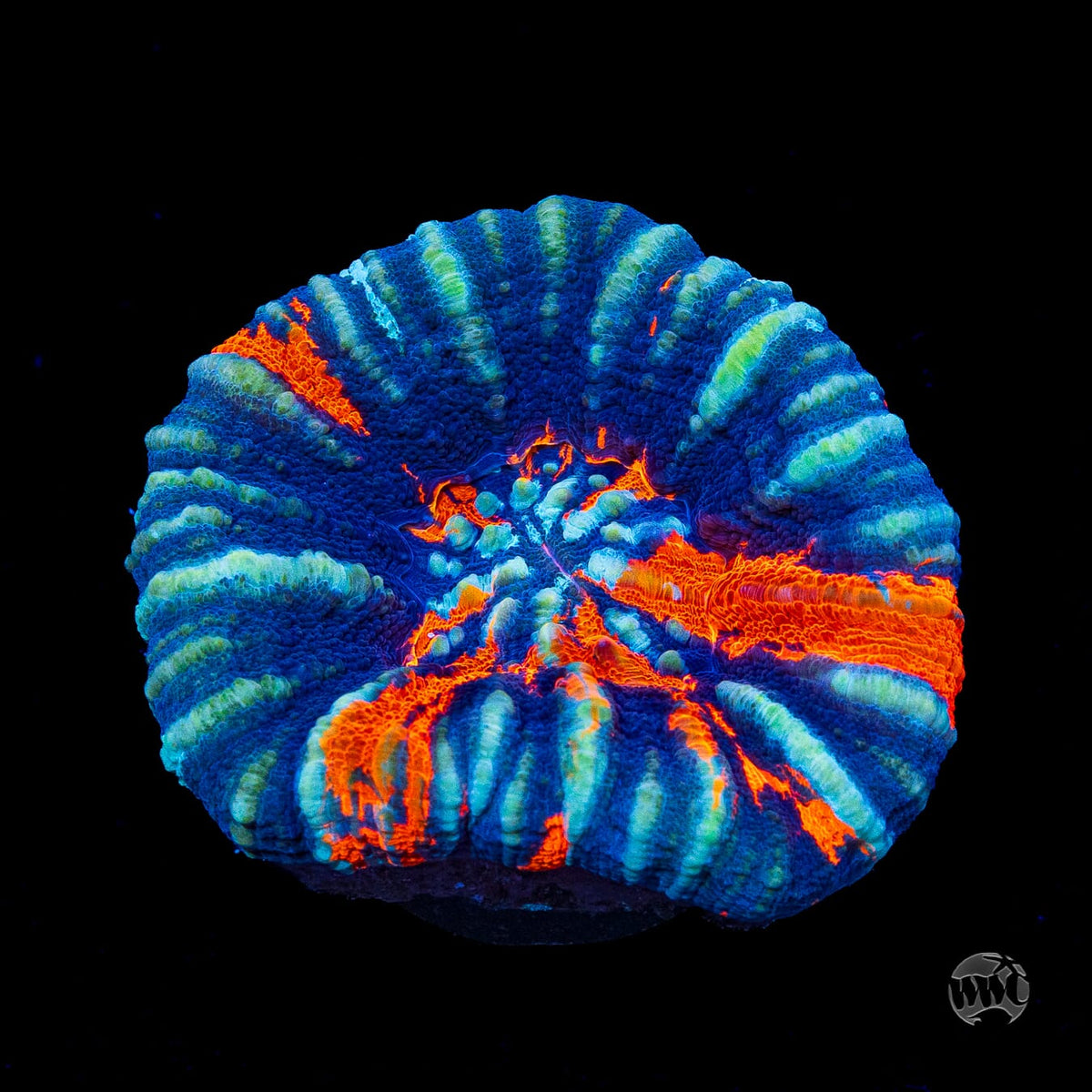 Icy Warpaint Scolymia