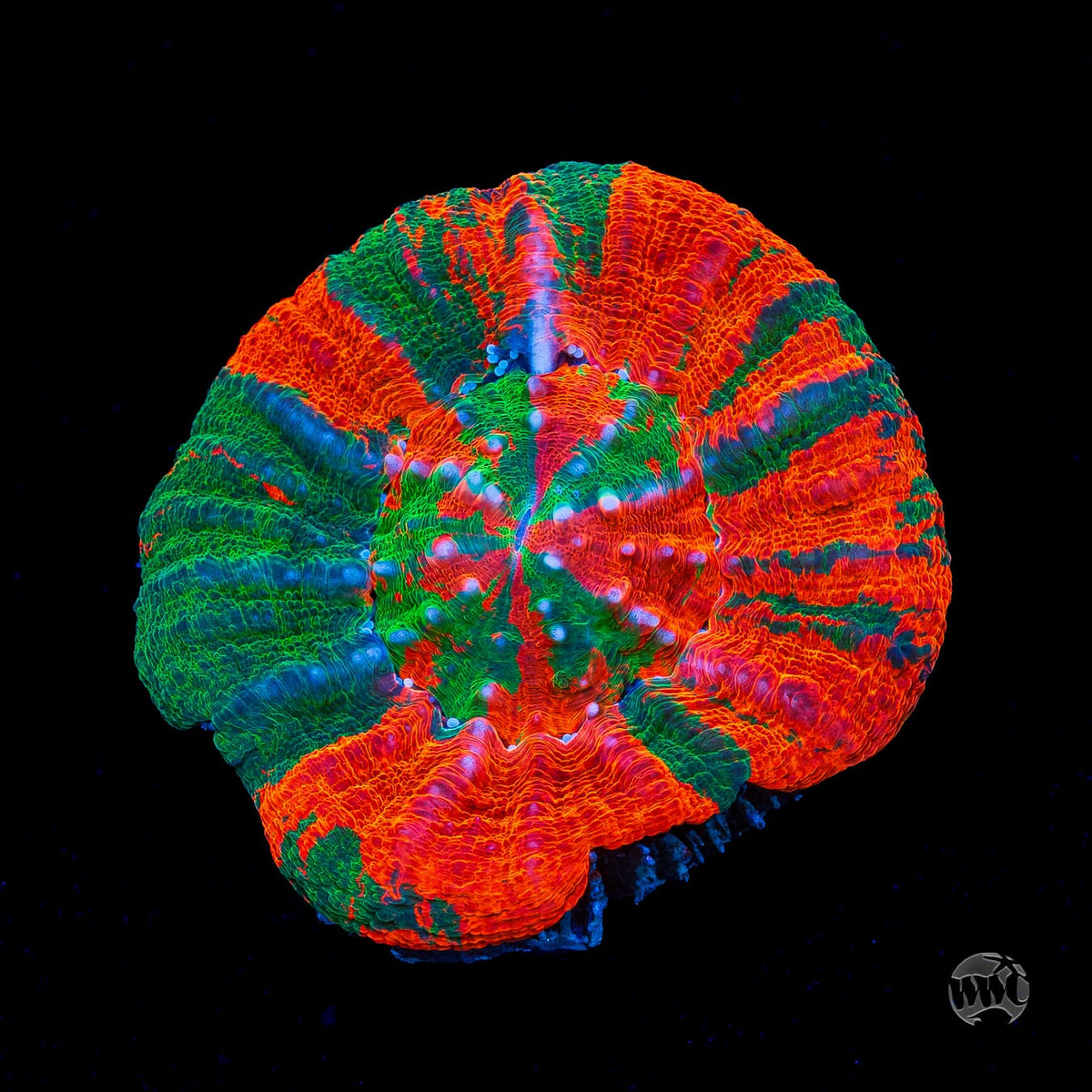 Bleeding Apple Scolymia