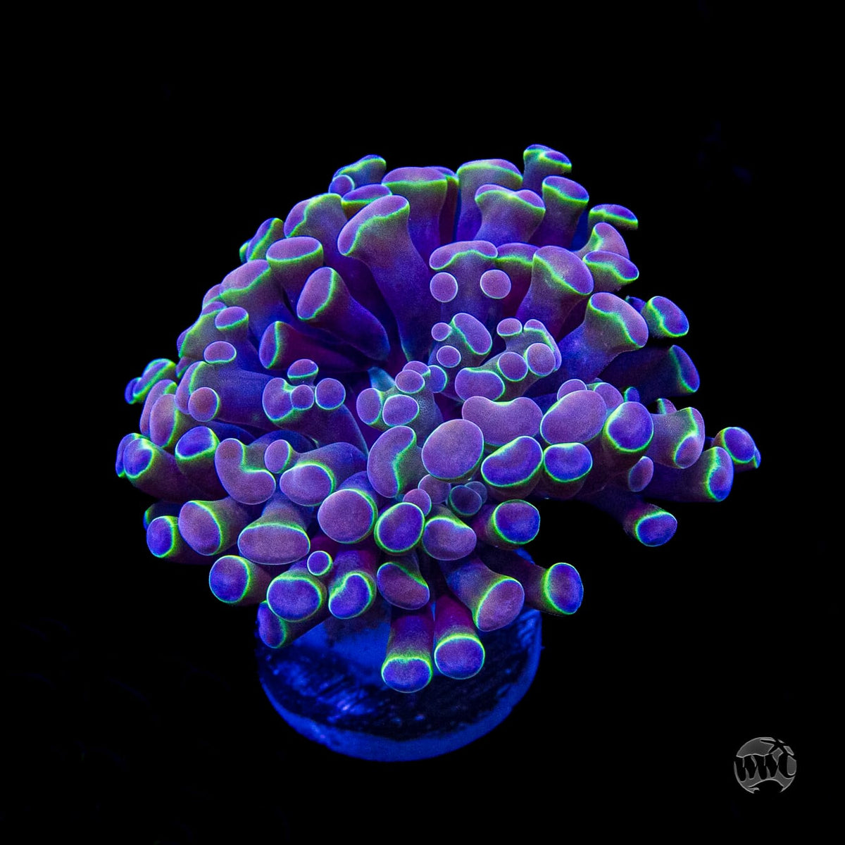 Hologram Branching Hammer