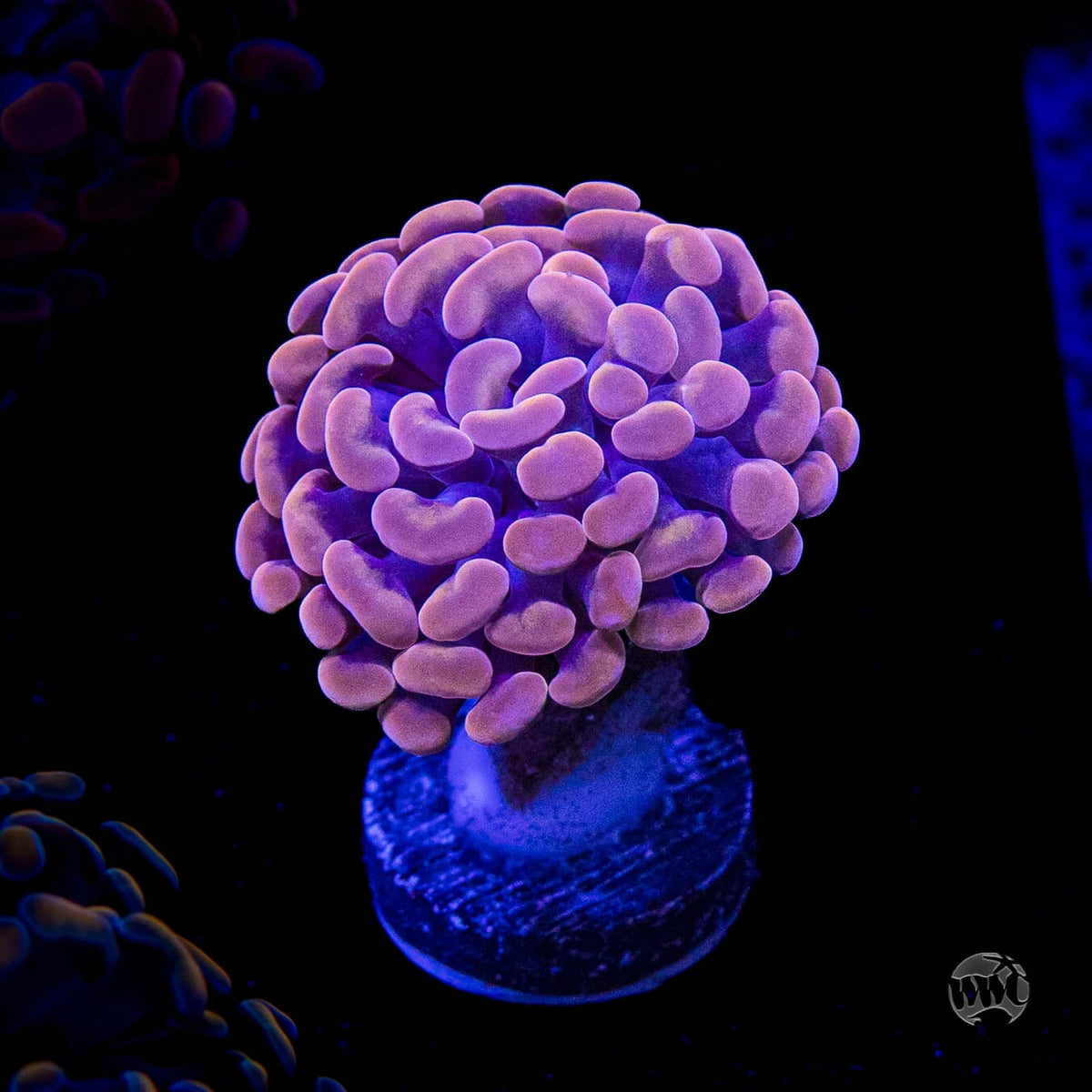 WWC Blood Moon Branching Hammer