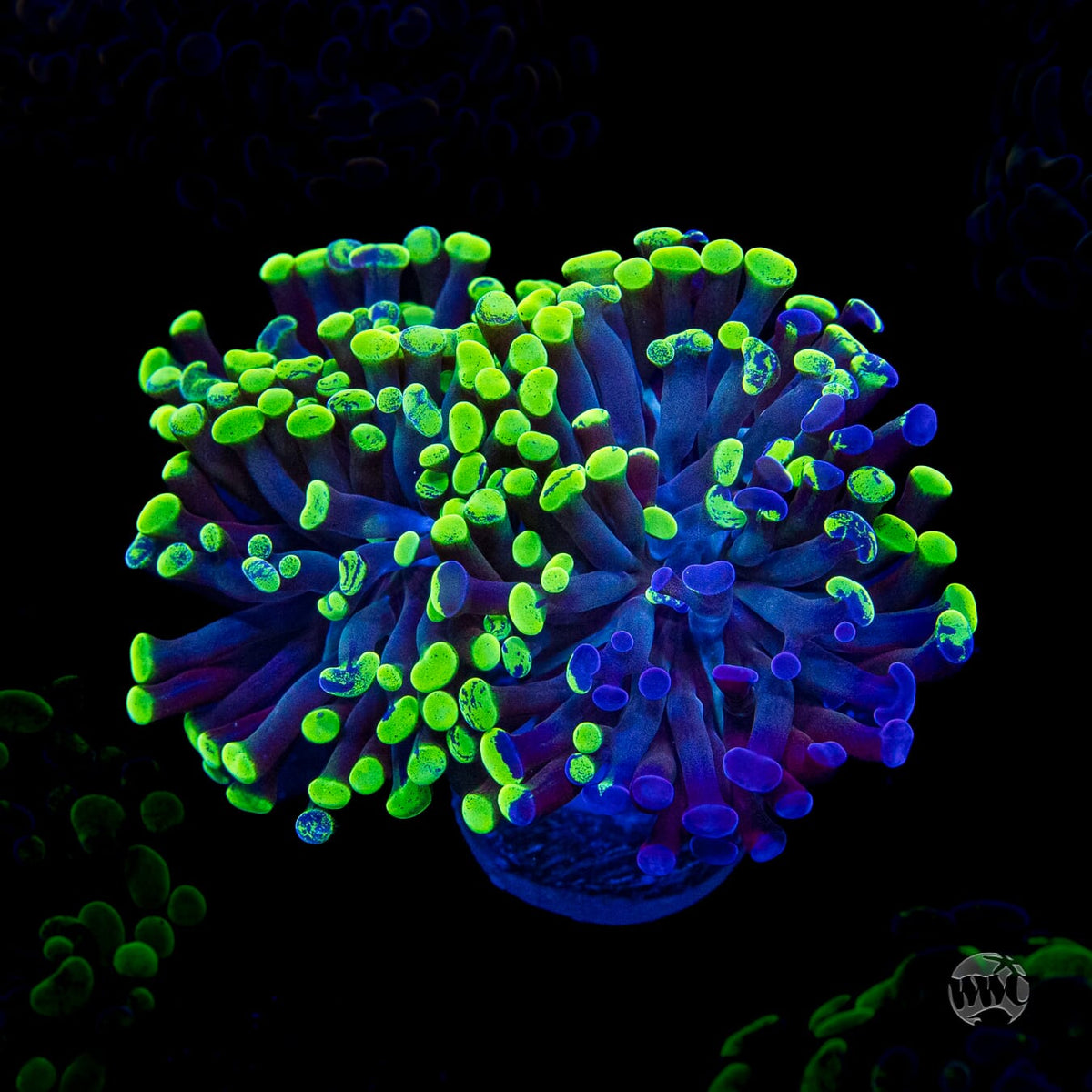 Neon Splatter Branching Hammer