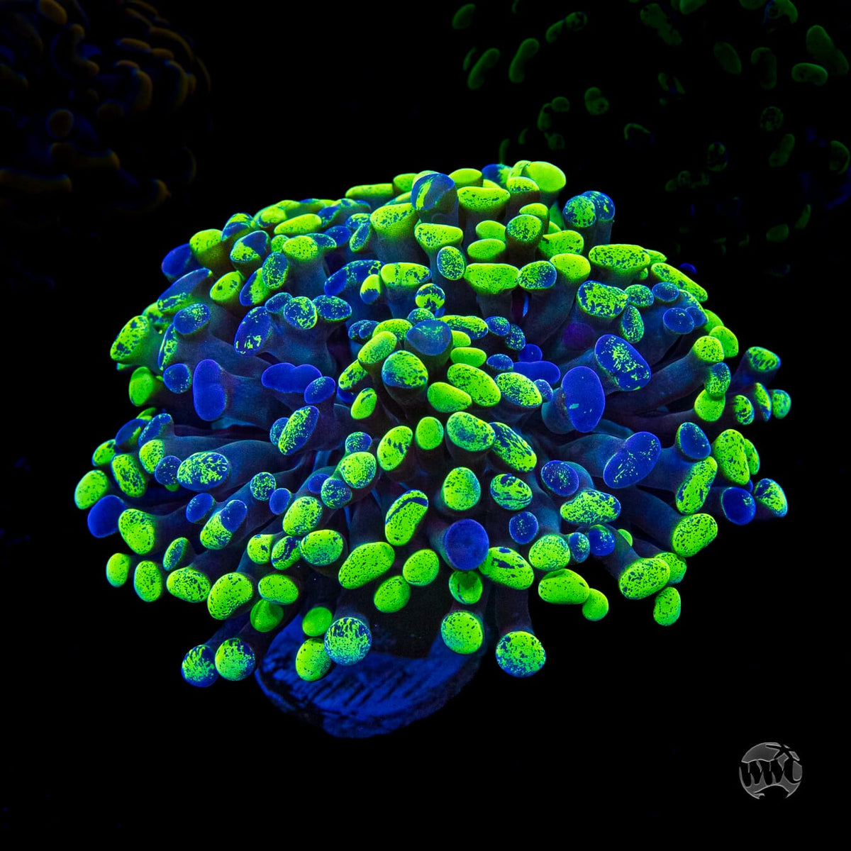 Neon Splatter Branching Hammer