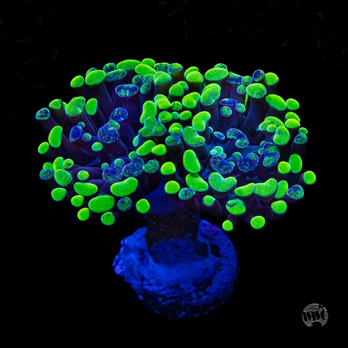 Neon Splatter Branching Hammer