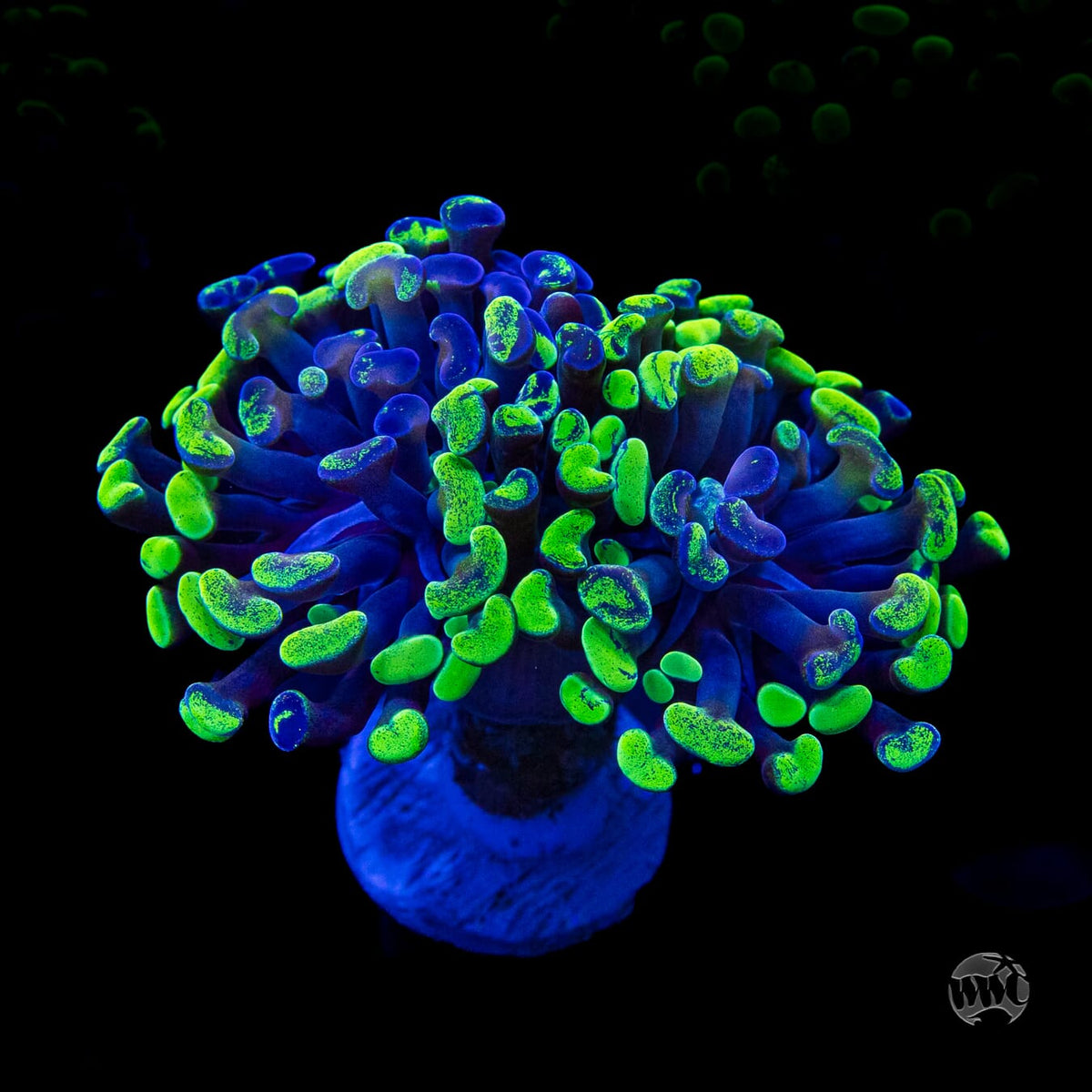 Neon Splatter Branching Hammer
