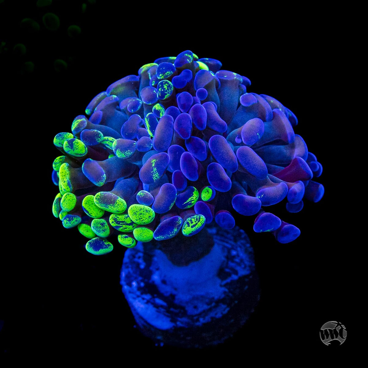 Neon Splatter Branching Hammer