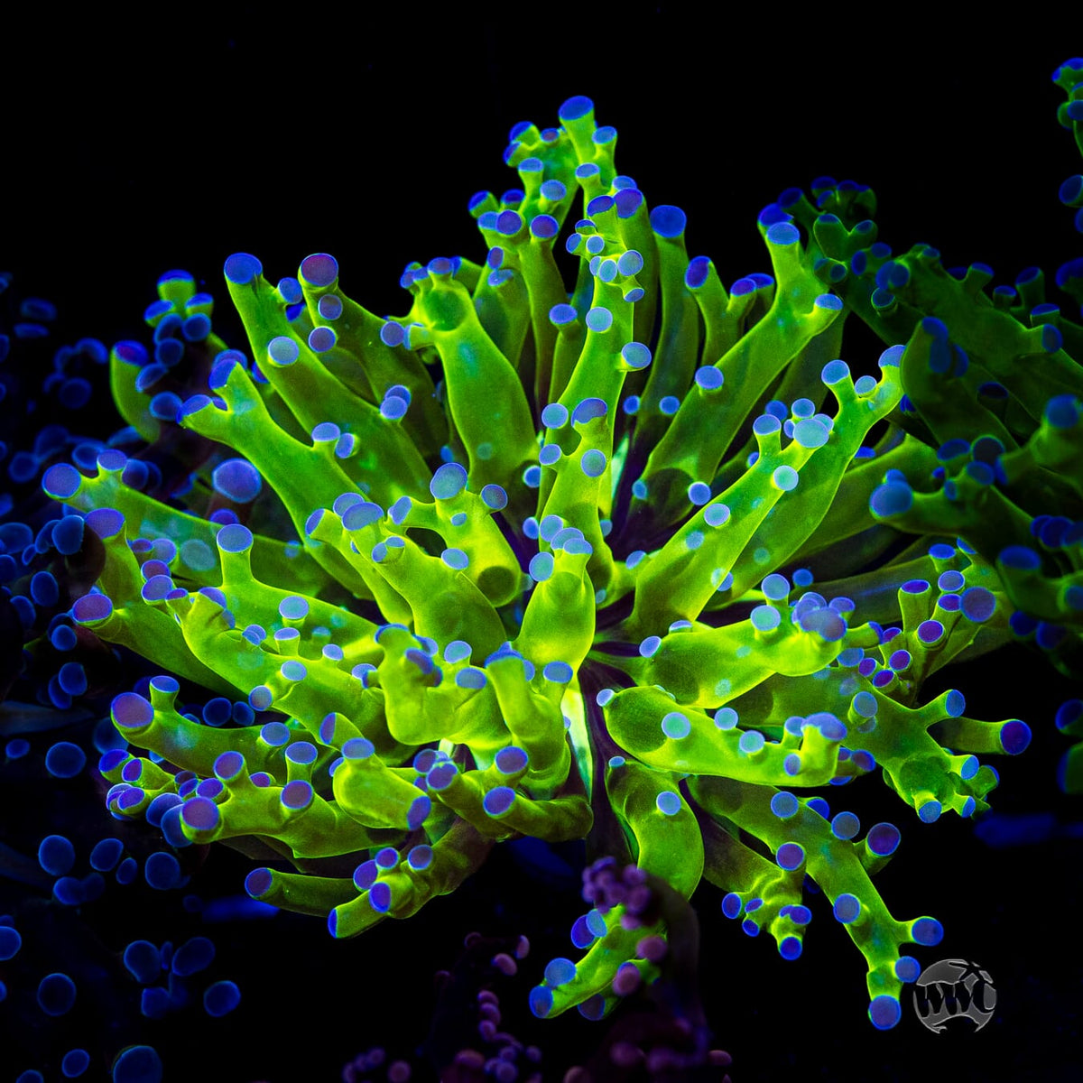 Bicolor Branching Frogspawn