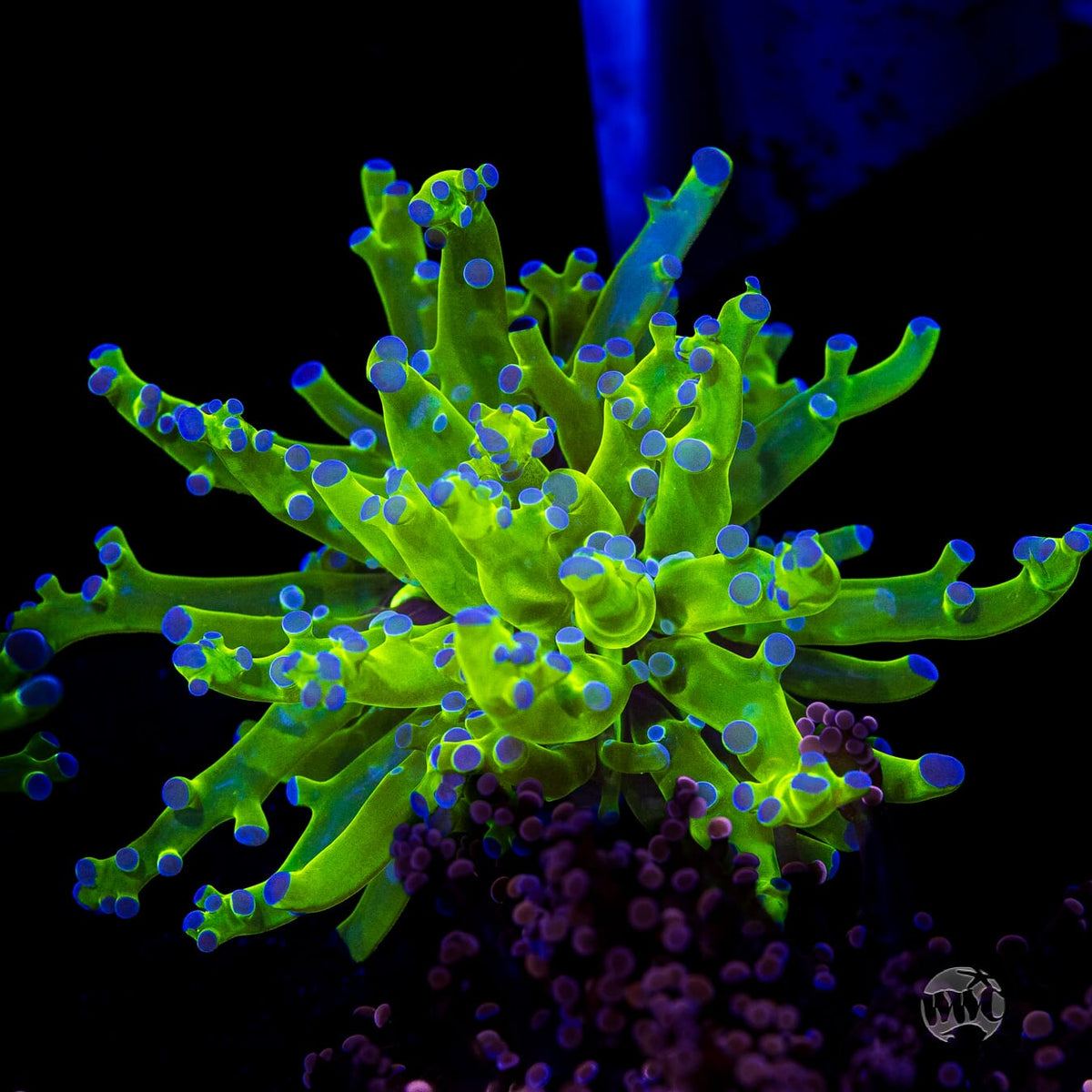 Bicolor Branching Frogspawn