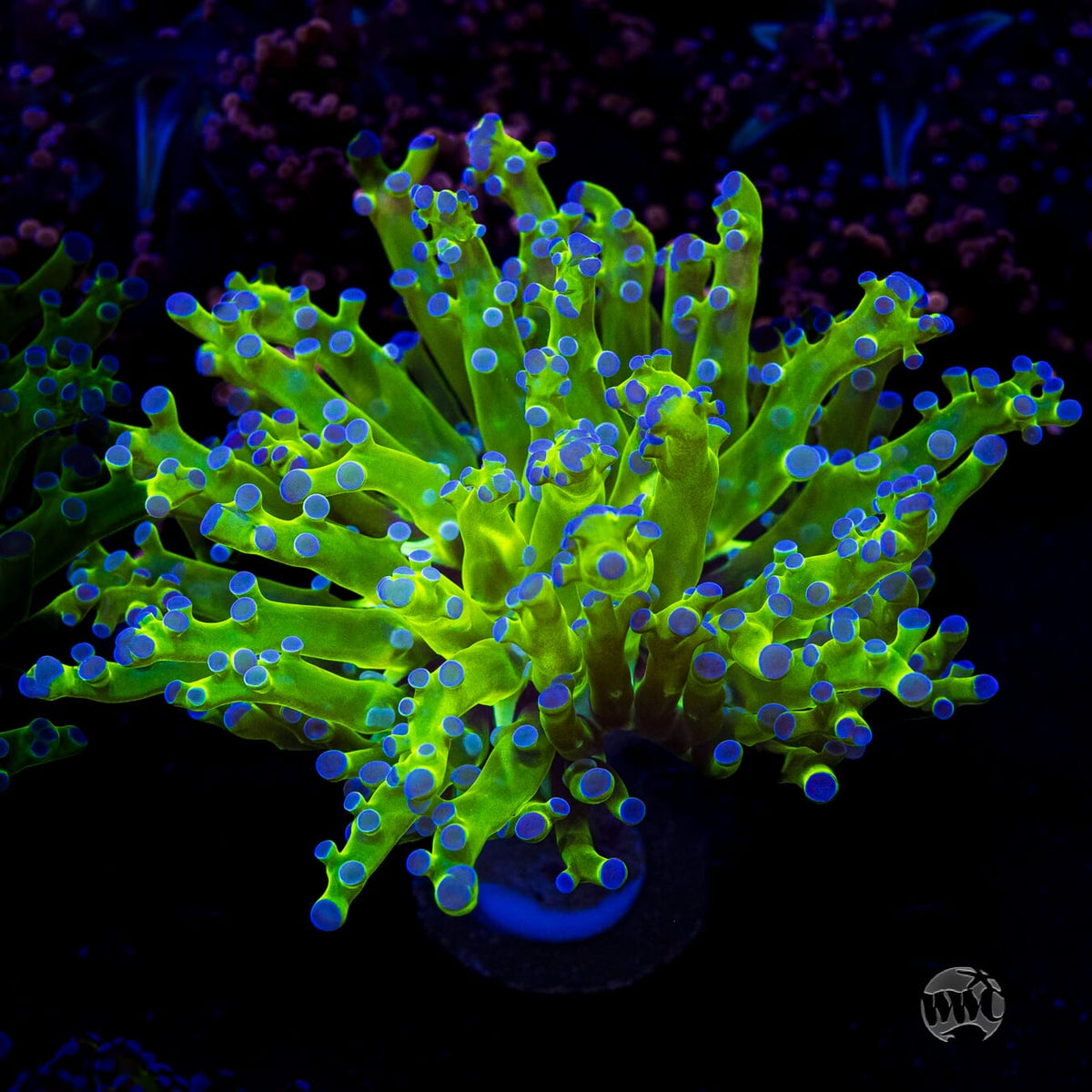 Bicolor Branching Frogspawn