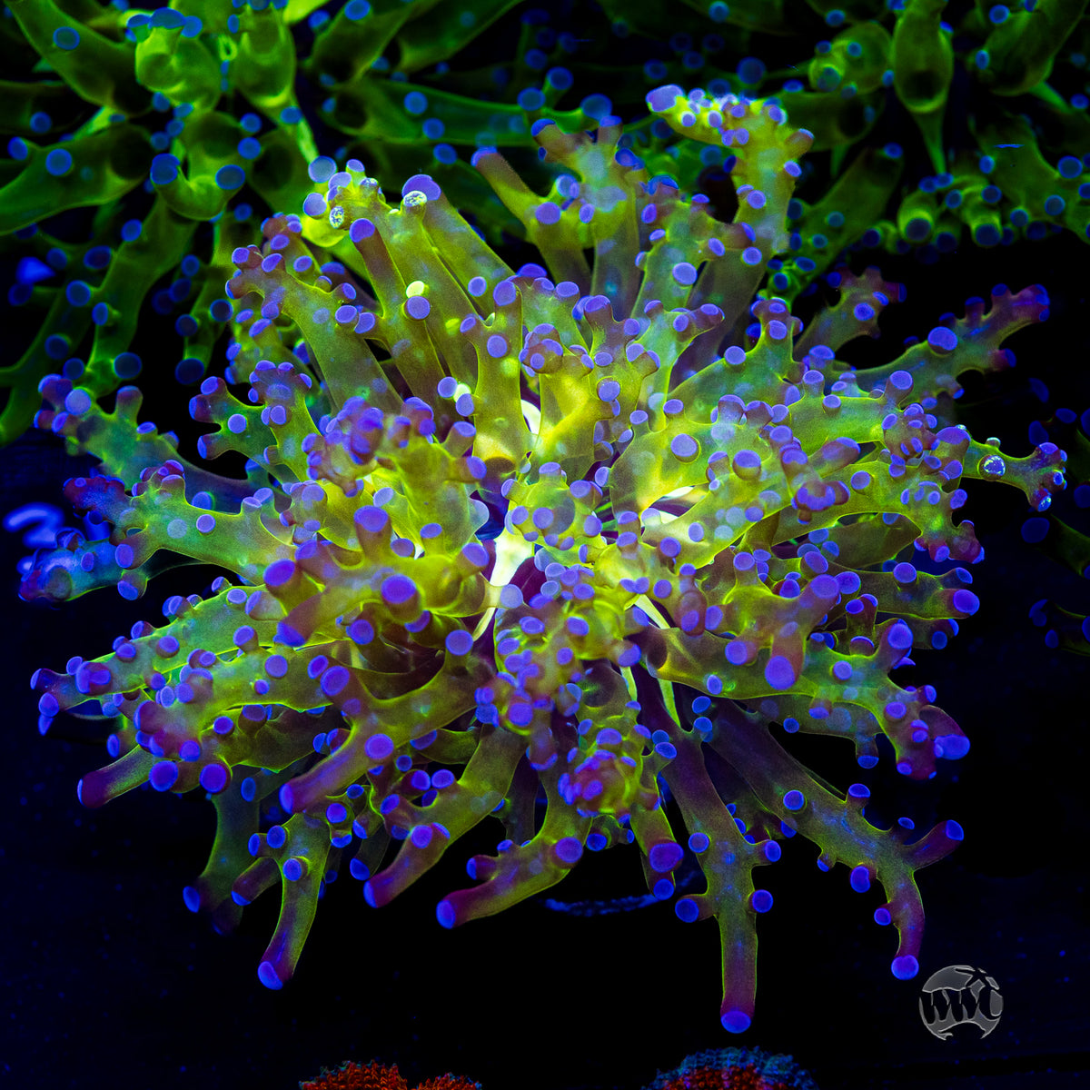 Bicolor Branching Frogspawn