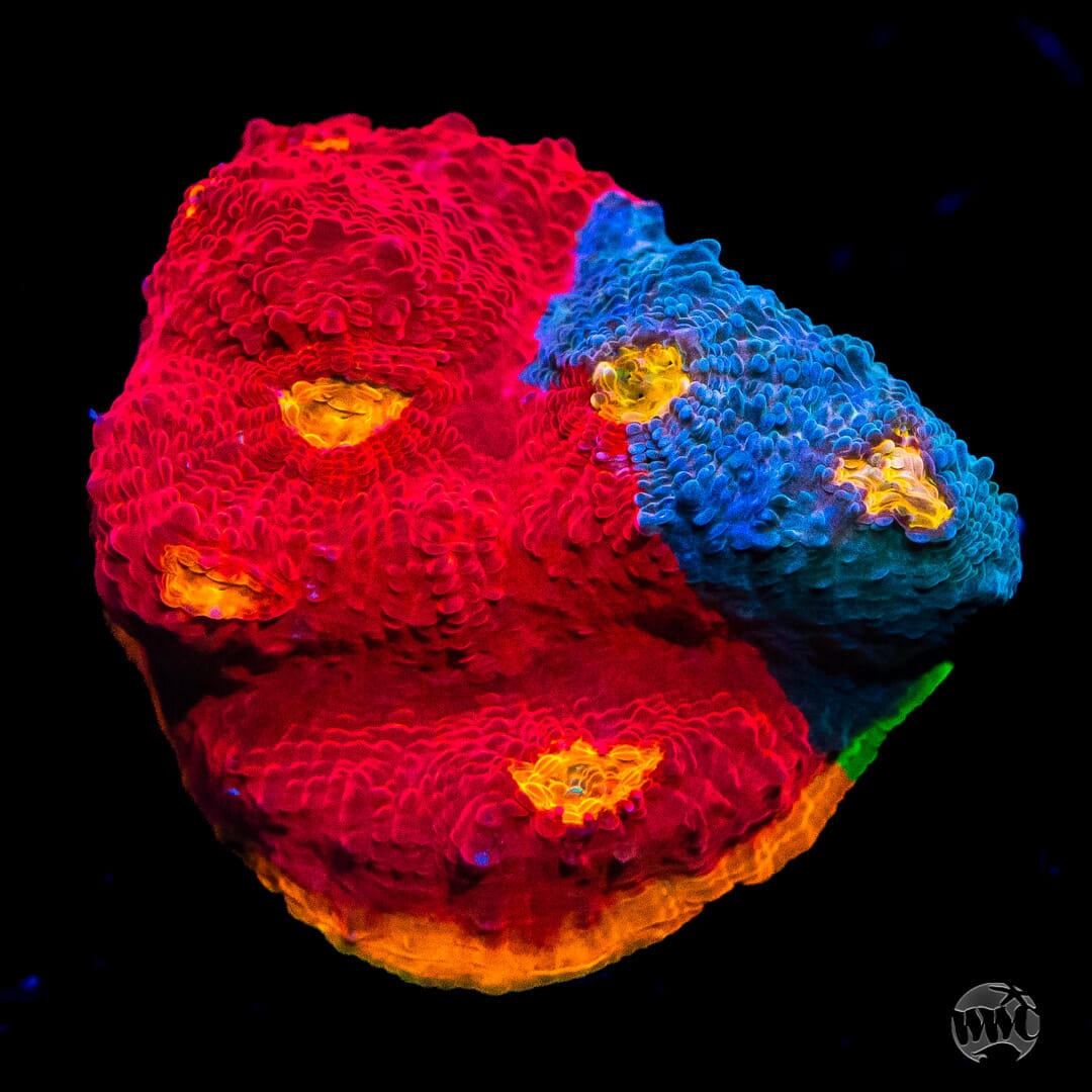 WWC Supa Fly Rainbow Chalice - Daylight Photo