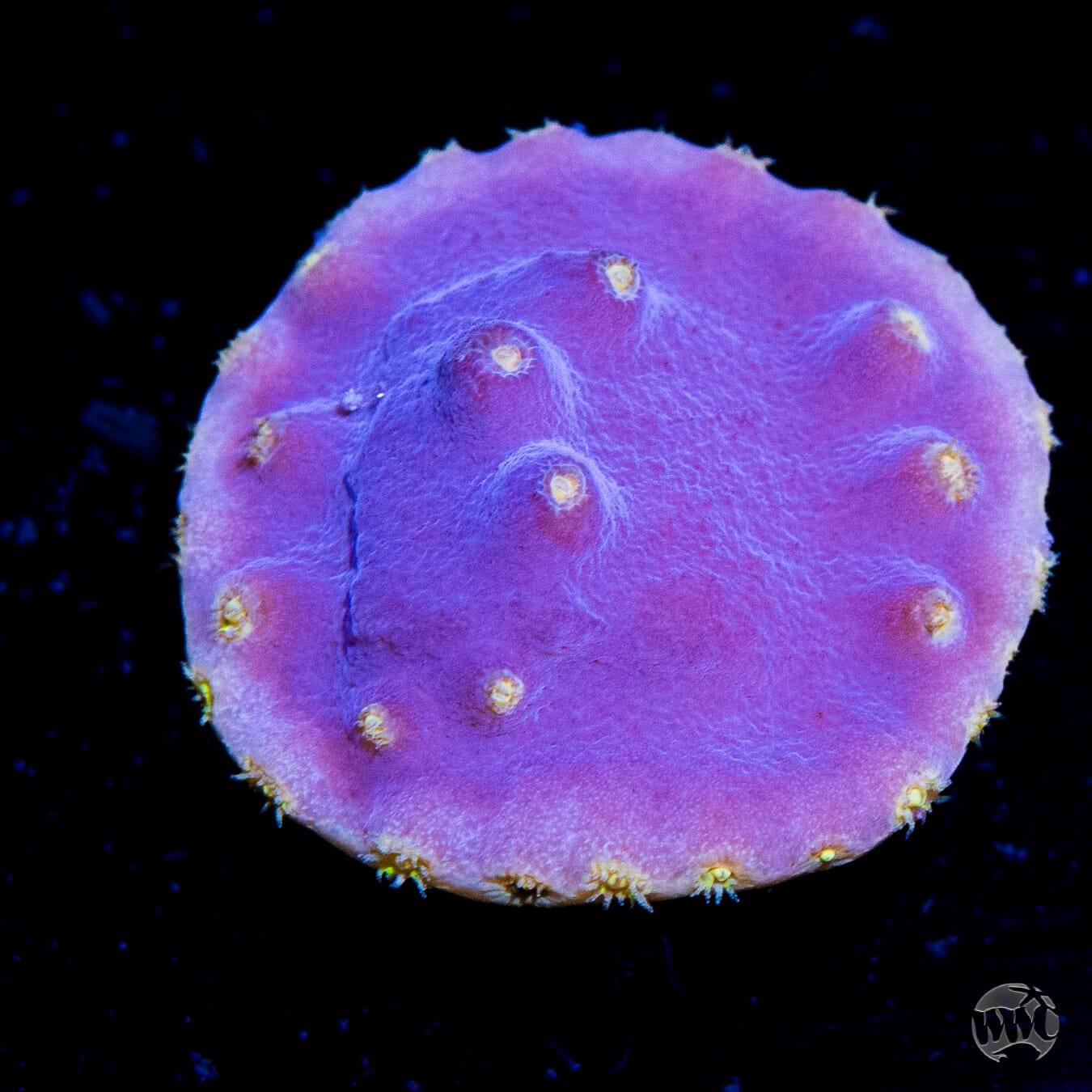 WWC Lakerz Turbinaria