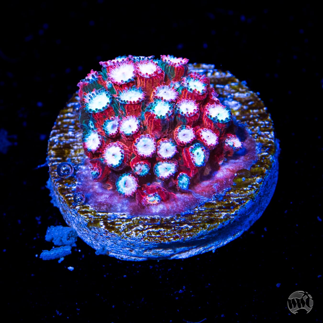 Jason Fox Fender Bender Cyphastrea