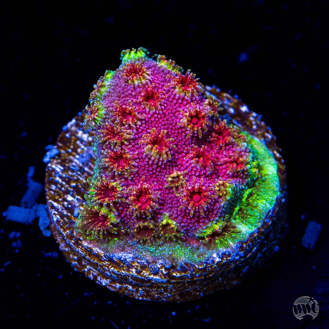 WWC Skittles Bomb Cyphastrea