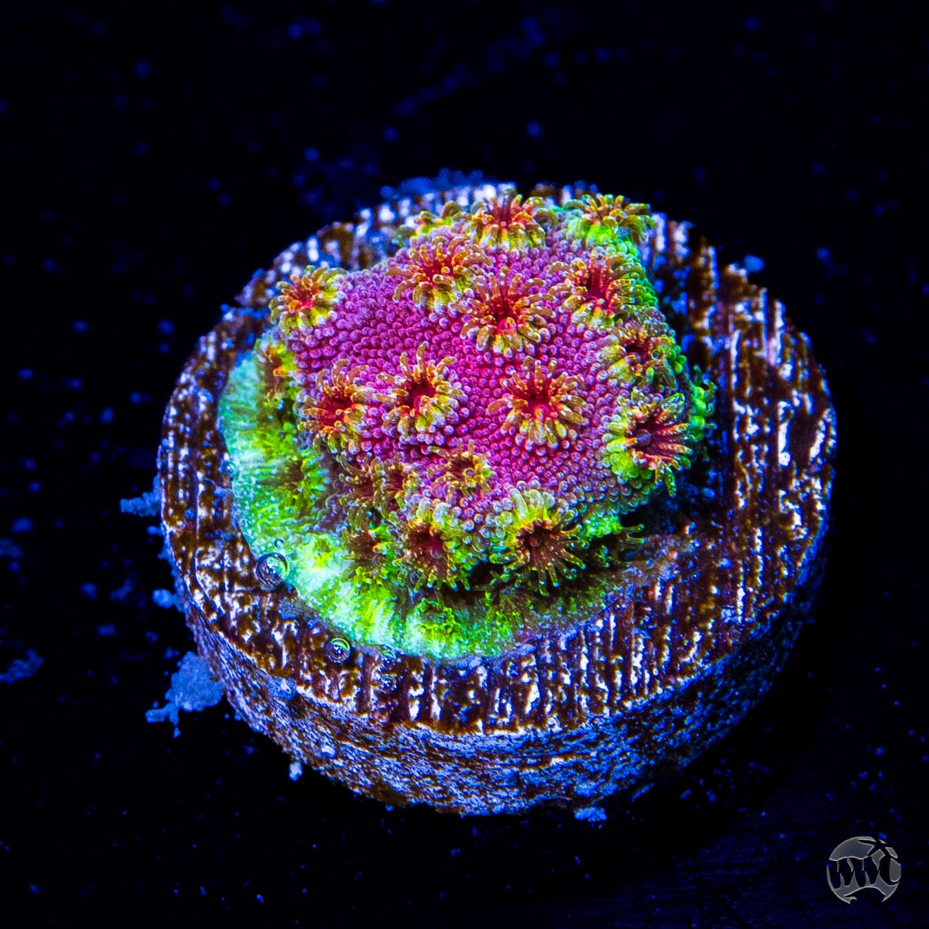 WWC Skittles Bomb Cyphastrea