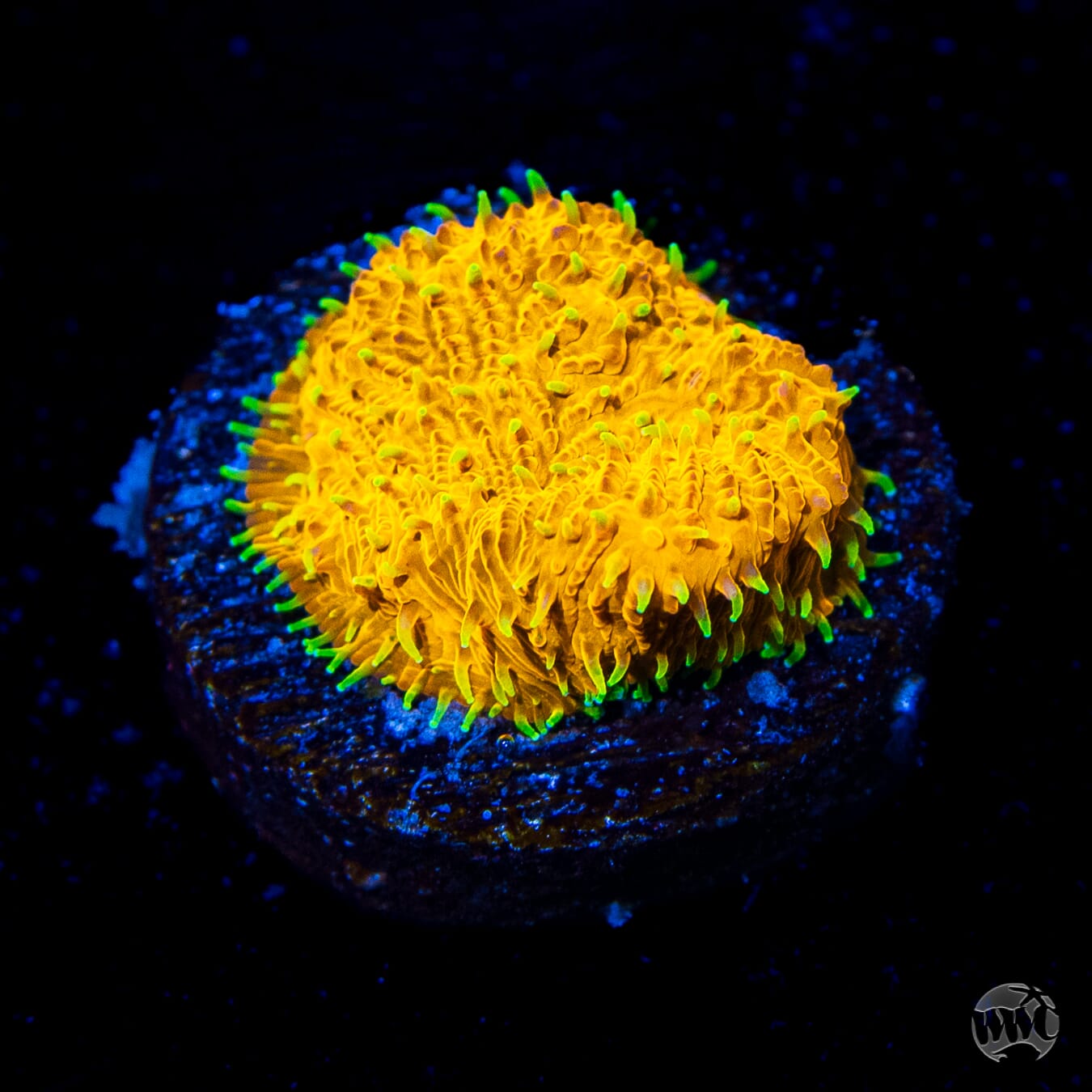 WWC C3PO Lithophyllon