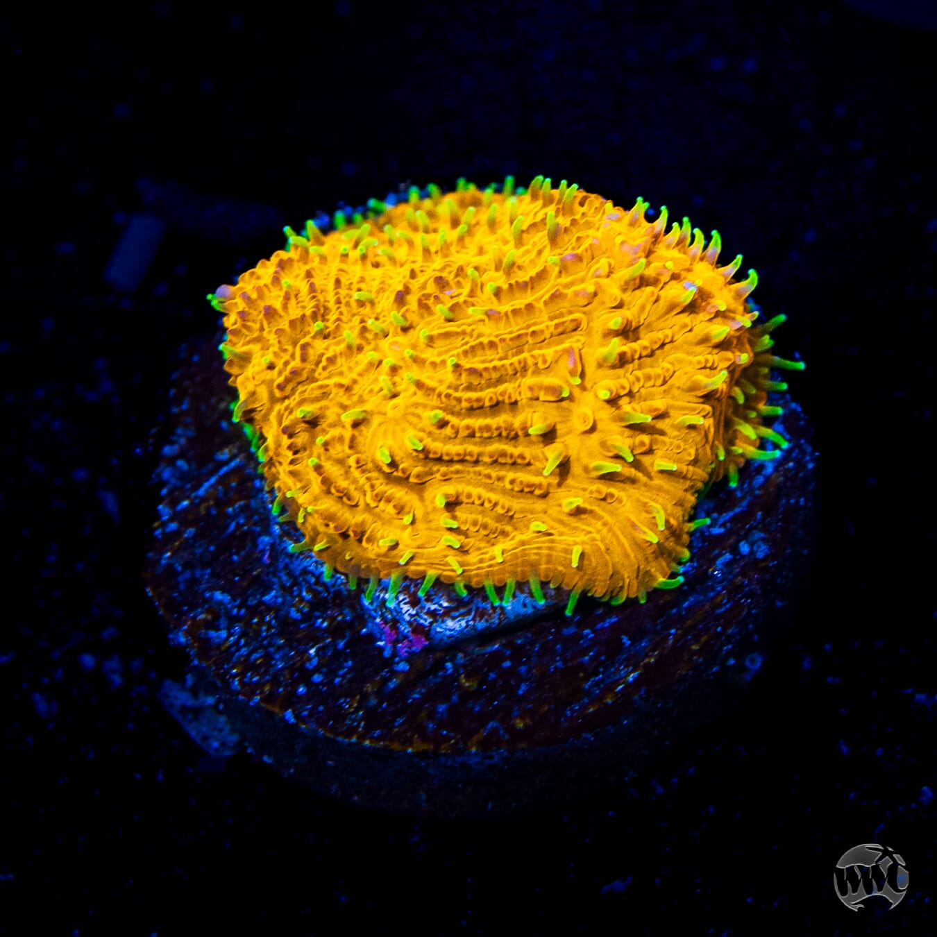 WWC C3PO Lithophyllon