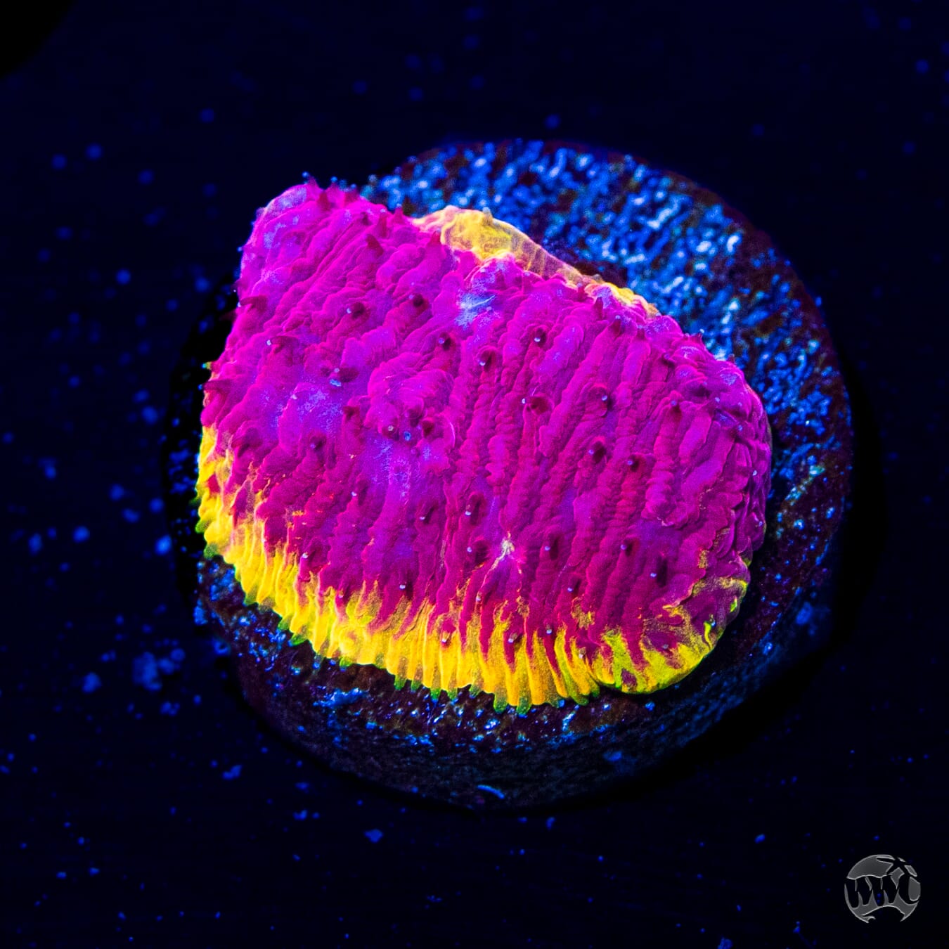 WWC Immolation Lithophyllon