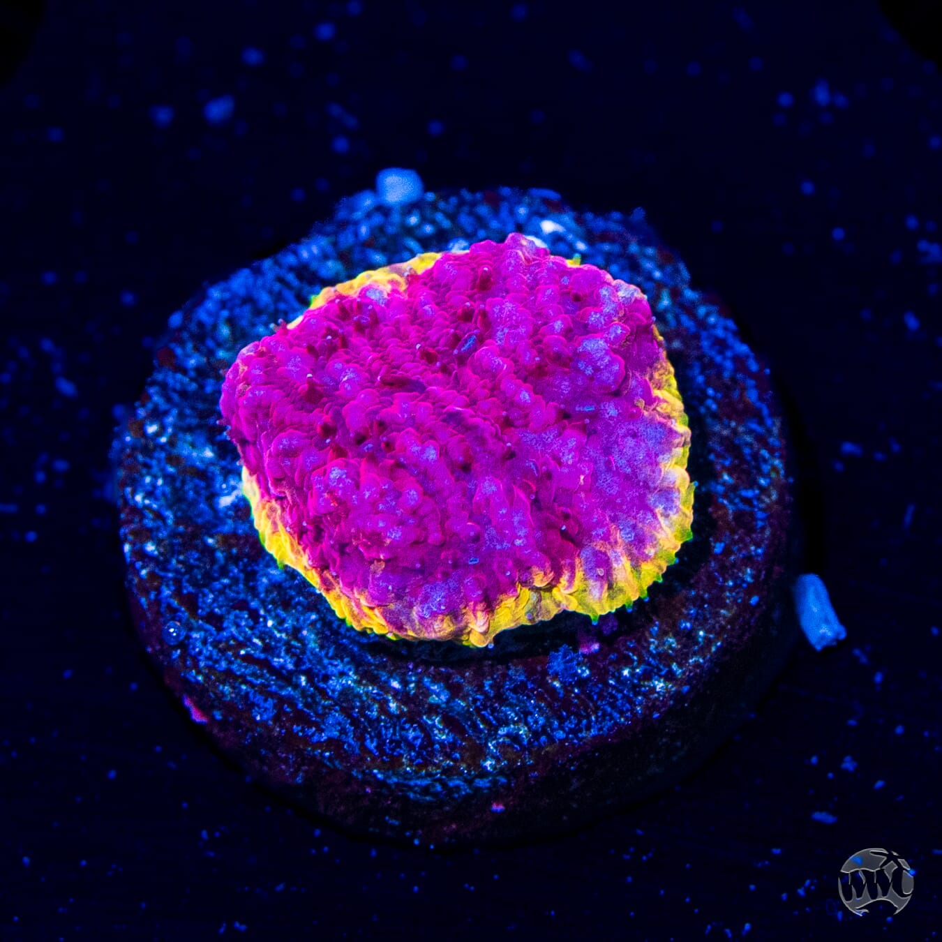 WWC Immolation Lithophyllon