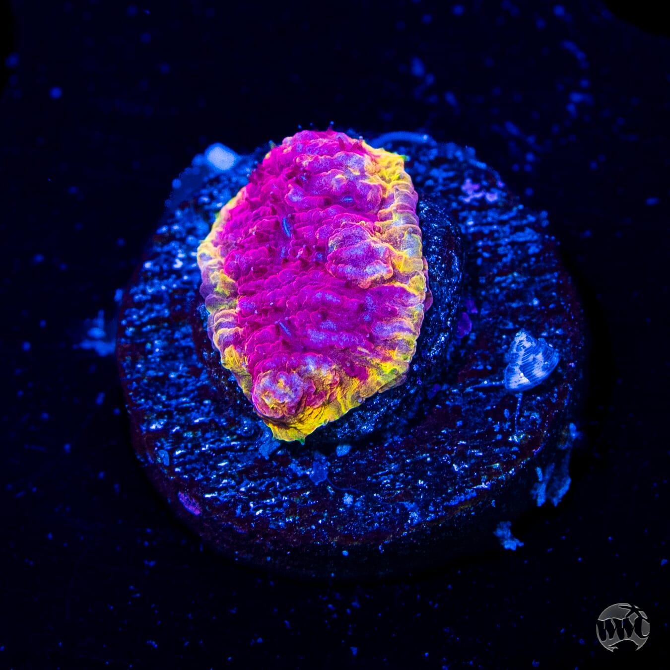 WWC Immolation Lithophyllon